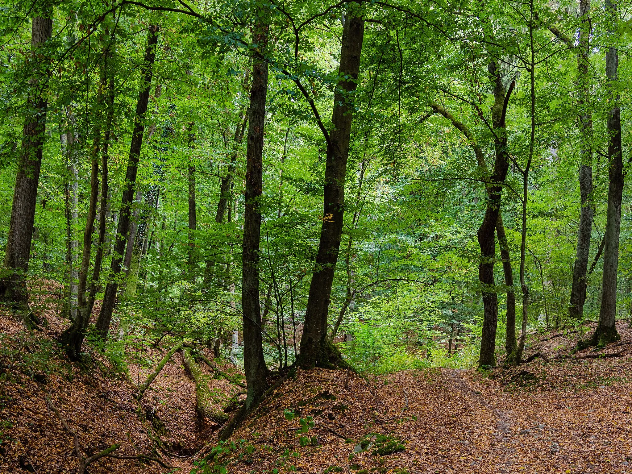 Photo showing: Burgstall near Kemmern in the nature park Haßberge