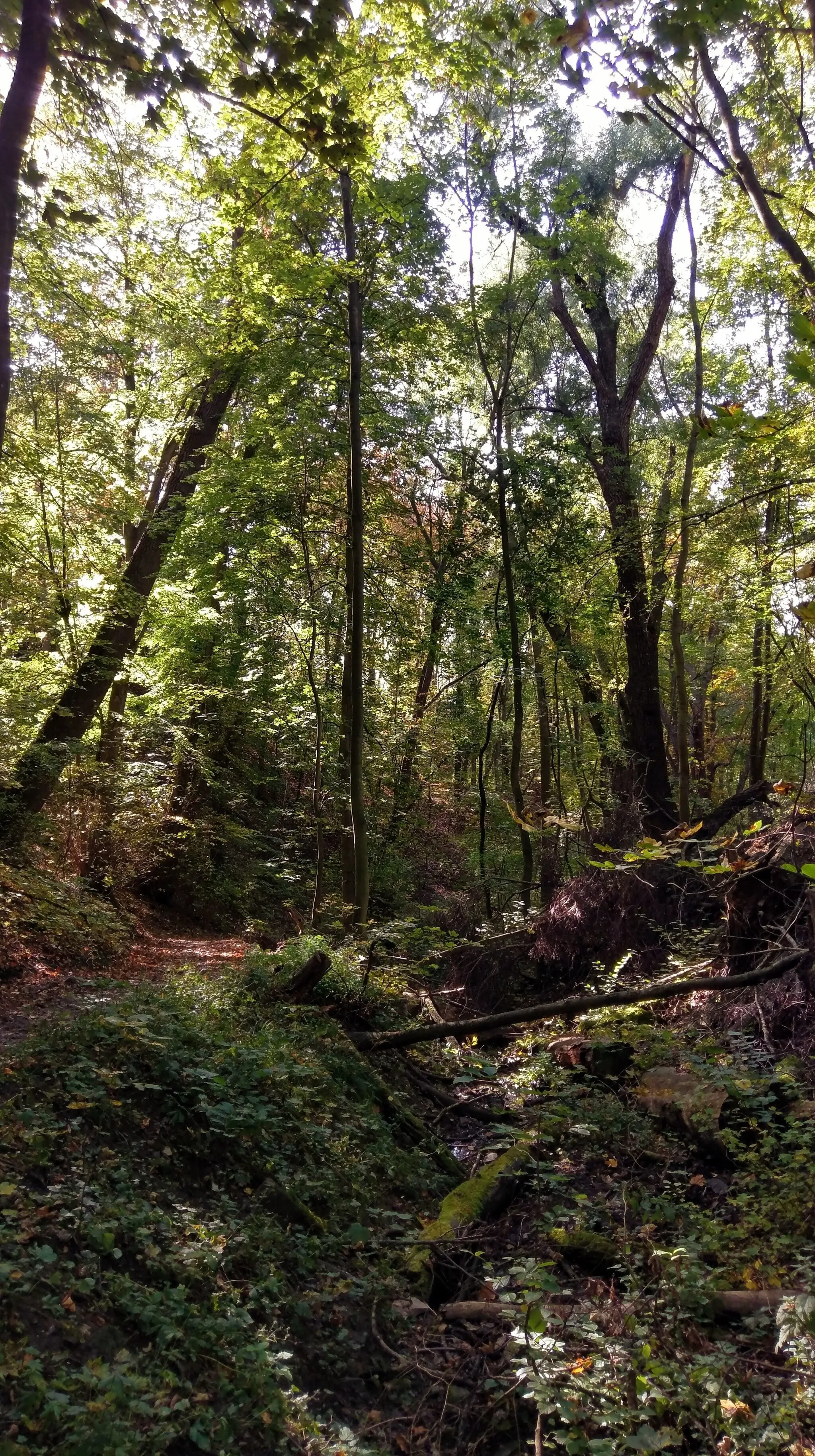 Photo showing: Geschützter Landschaftsbestandteil "Alandsgrund" in Randersacker und Würzburg