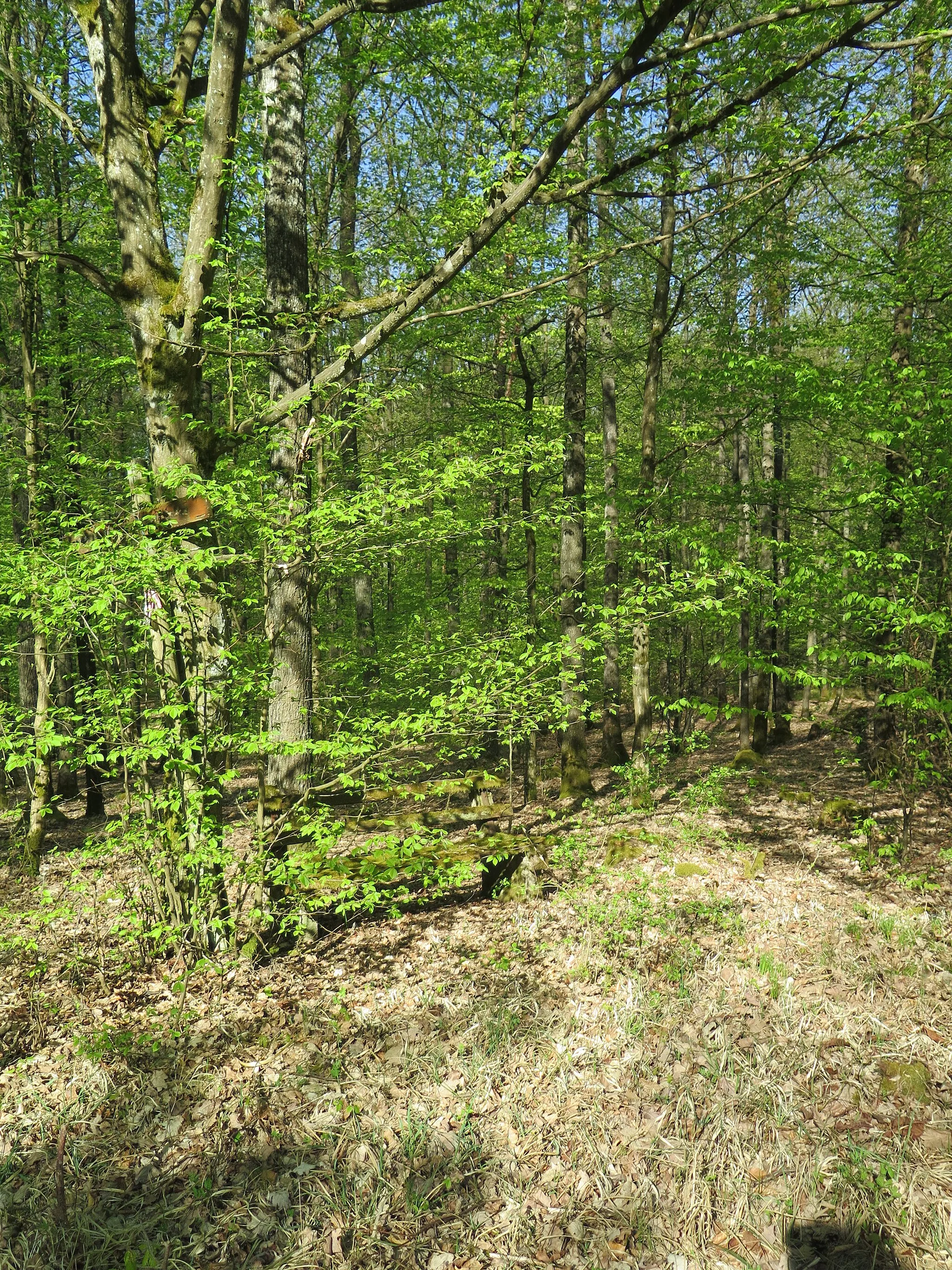 Photo showing: LSG innerhalb des Naturparks Hassberge (ehemals Schutzzone)