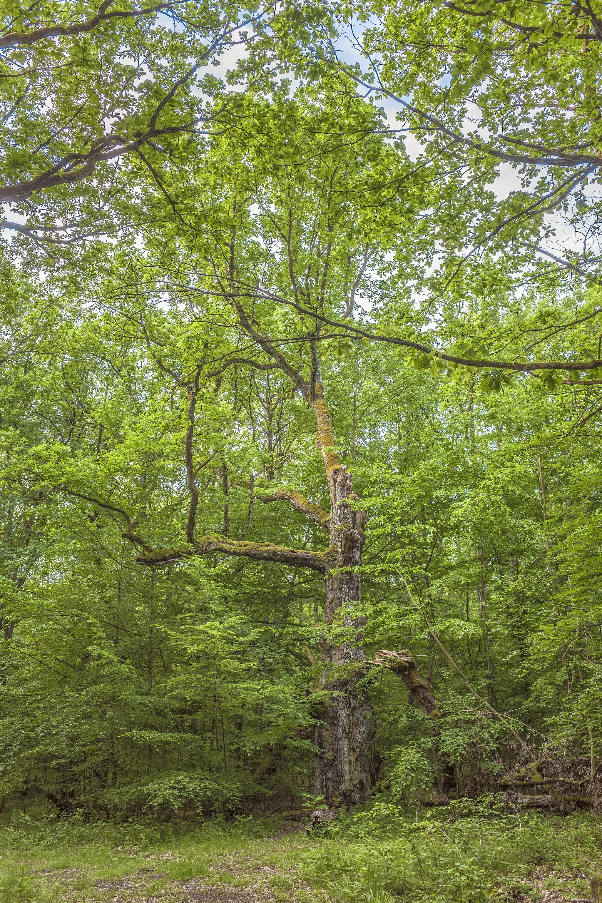 Photo showing: Naturdenkmal 1013 "Dicke Eiche" bei Reckertshausen, Hofheim in Unterfranken, Landkreis Haßberge; liegt außerdem im LSG-00573.01 "LSG innerhalb des Naturparks Hassberge (ehemals Schutzzone)"