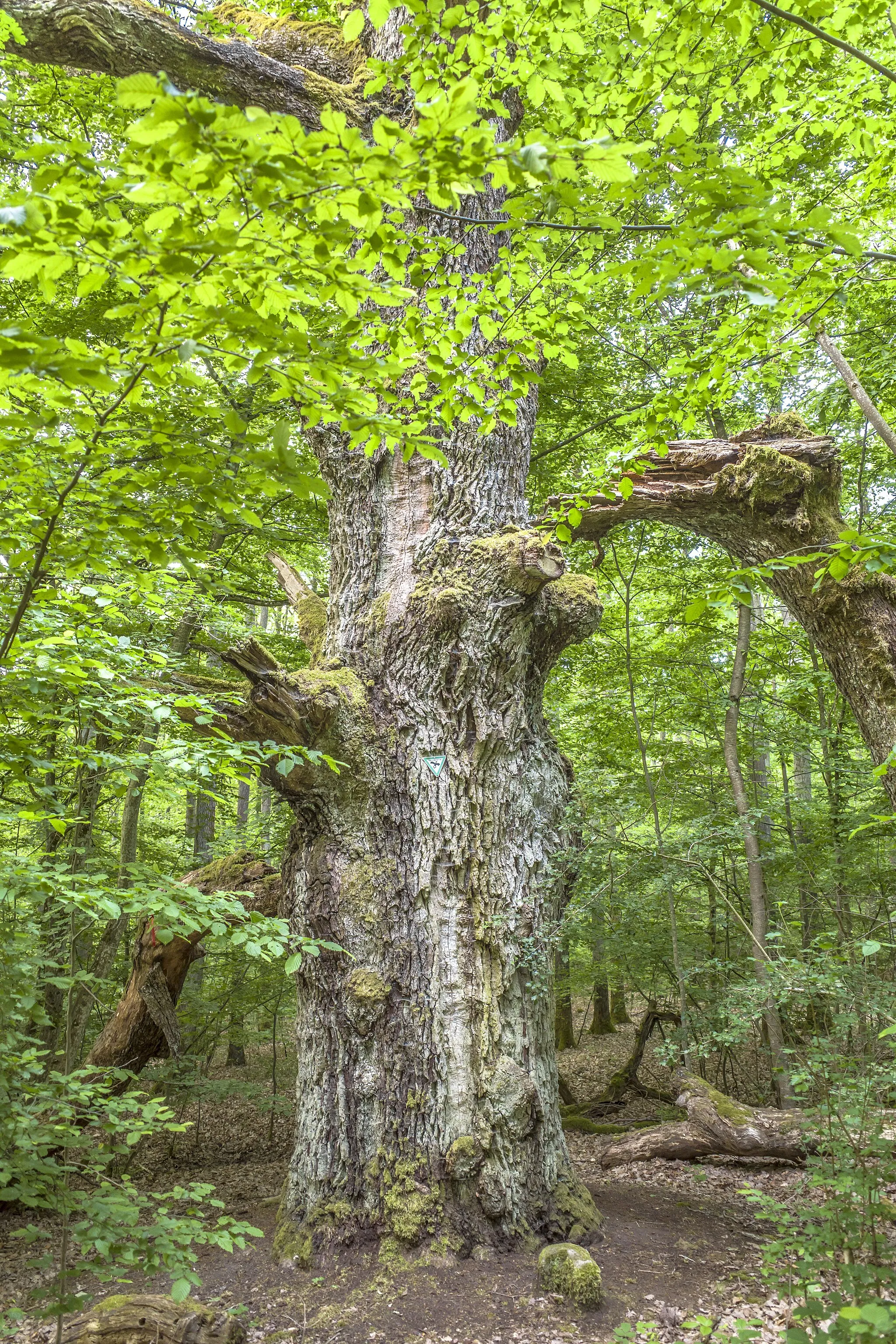 Photo showing: Naturdenkmal 1013 "Dicke Eiche" bei Reckertshausen, Hofheim in Unterfranken, Landkreis Haßberge; liegt außerdem im LSG-00573.01 "LSG innerhalb des Naturparks Hassberge (ehemals Schutzzone)"
