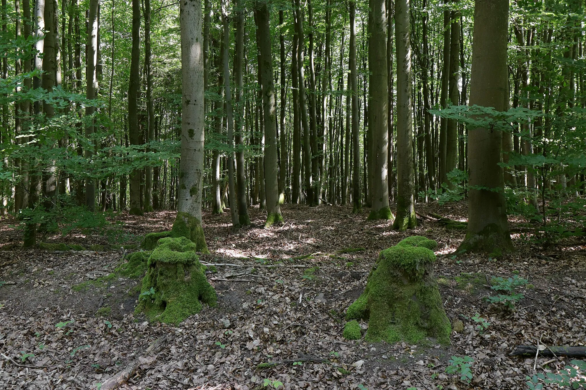 Photo showing: Rothenbuch forest, "Naturwaldreservat Hoher Knuck", nature reserve 00596.01 (WDPA 318833), special protection area "Spessart" 6022-471