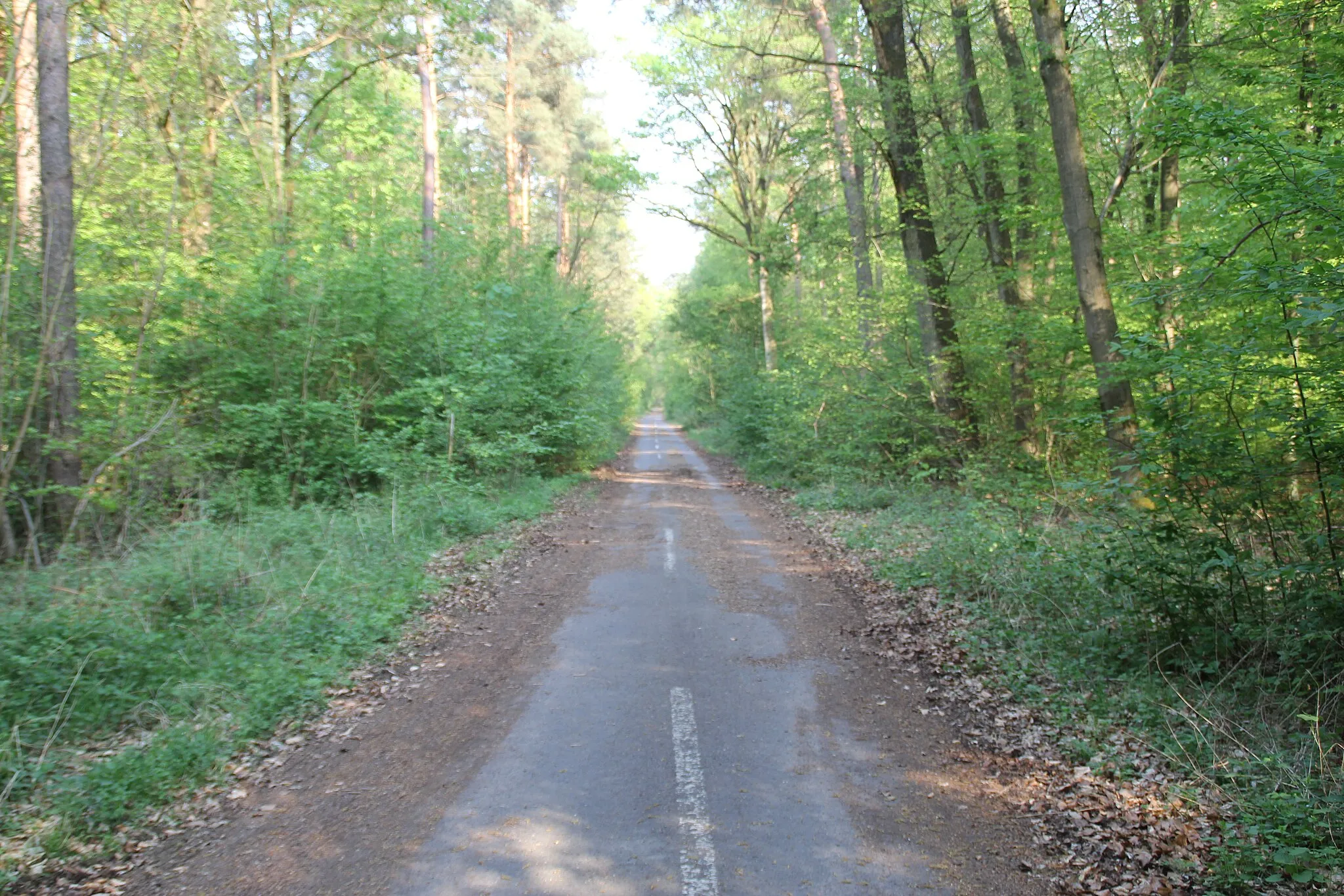 Photo showing: Die alte Staatsstraße 2305 (stillgelegt) zwischen Alzenau und Hanau