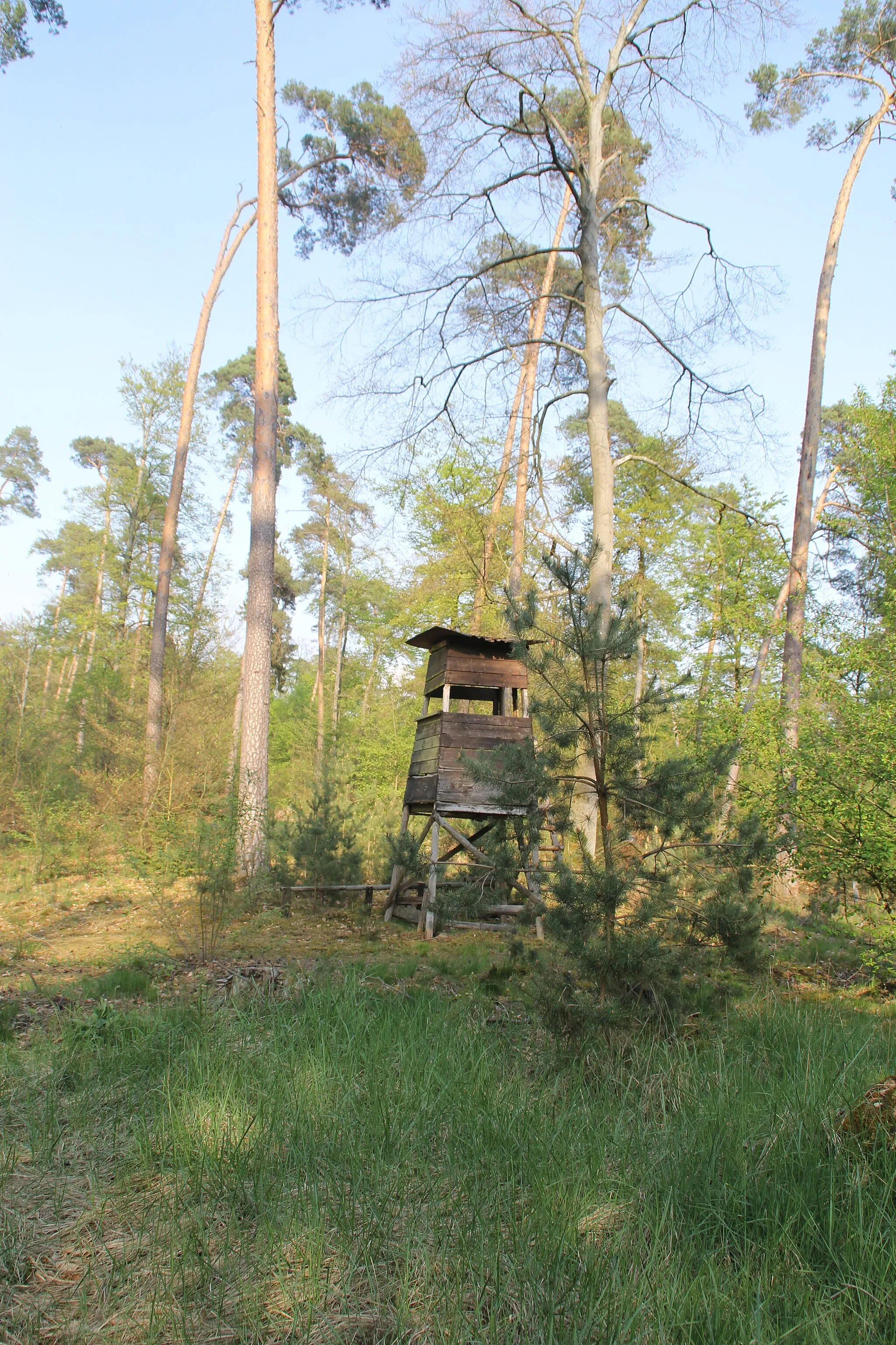 Photo showing: Der Gipfel des Birkenkopfes bei Emmerichshofen, Nähe Kahl am Main, Bayern