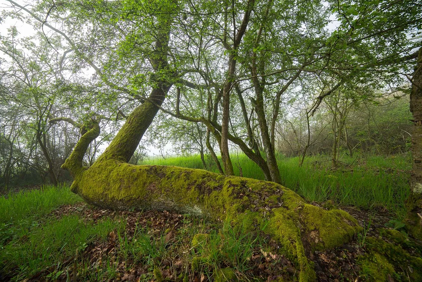 Photo showing: „Naturschutzgebiet Grohberg“, die liegende Eiche