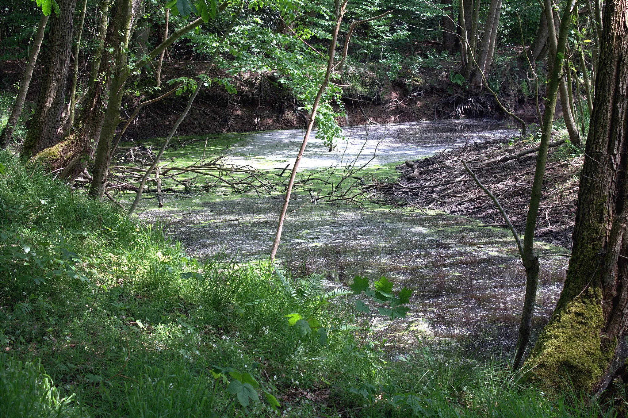 Photo showing: Oxbow lake of the Hunte river in the Barneführerholz forest, Sandkrug village, Hatten municipality, Lower Saxony, Germany.