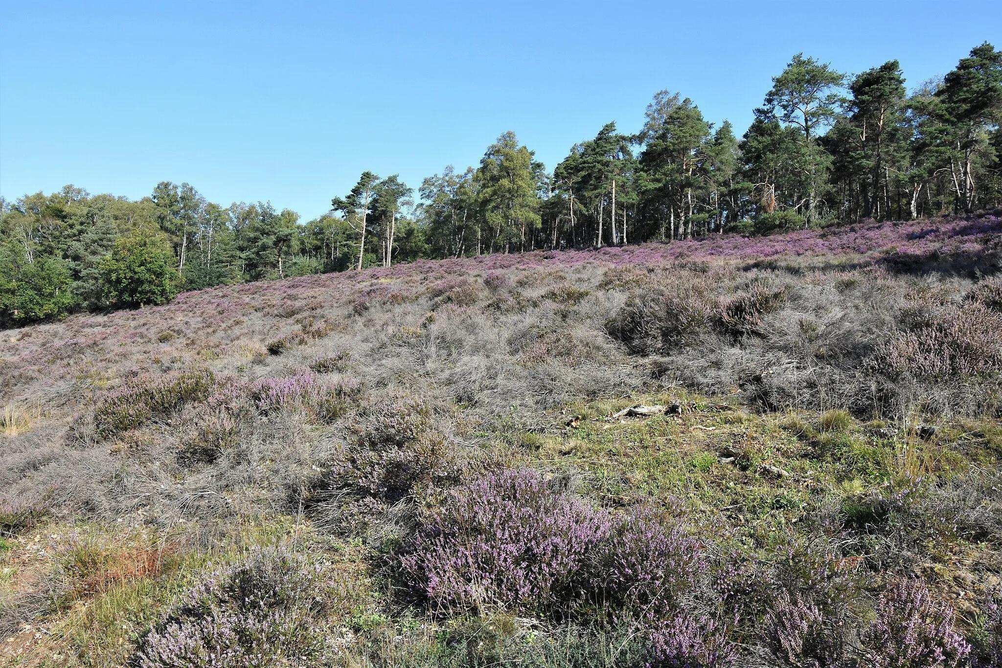 Photo showing: Heide am Gehn in Bramsche