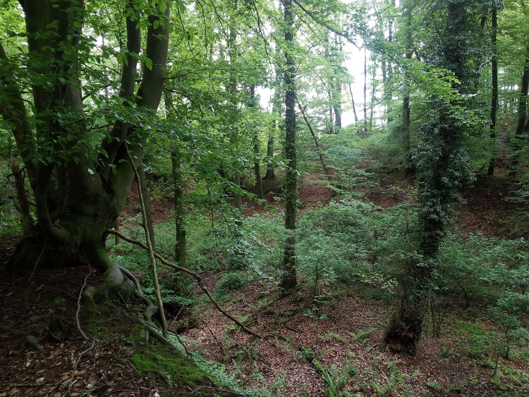 Photo showing: Eine tiefgelegene Mulde im Wald, ehemaliger Steinbruch.