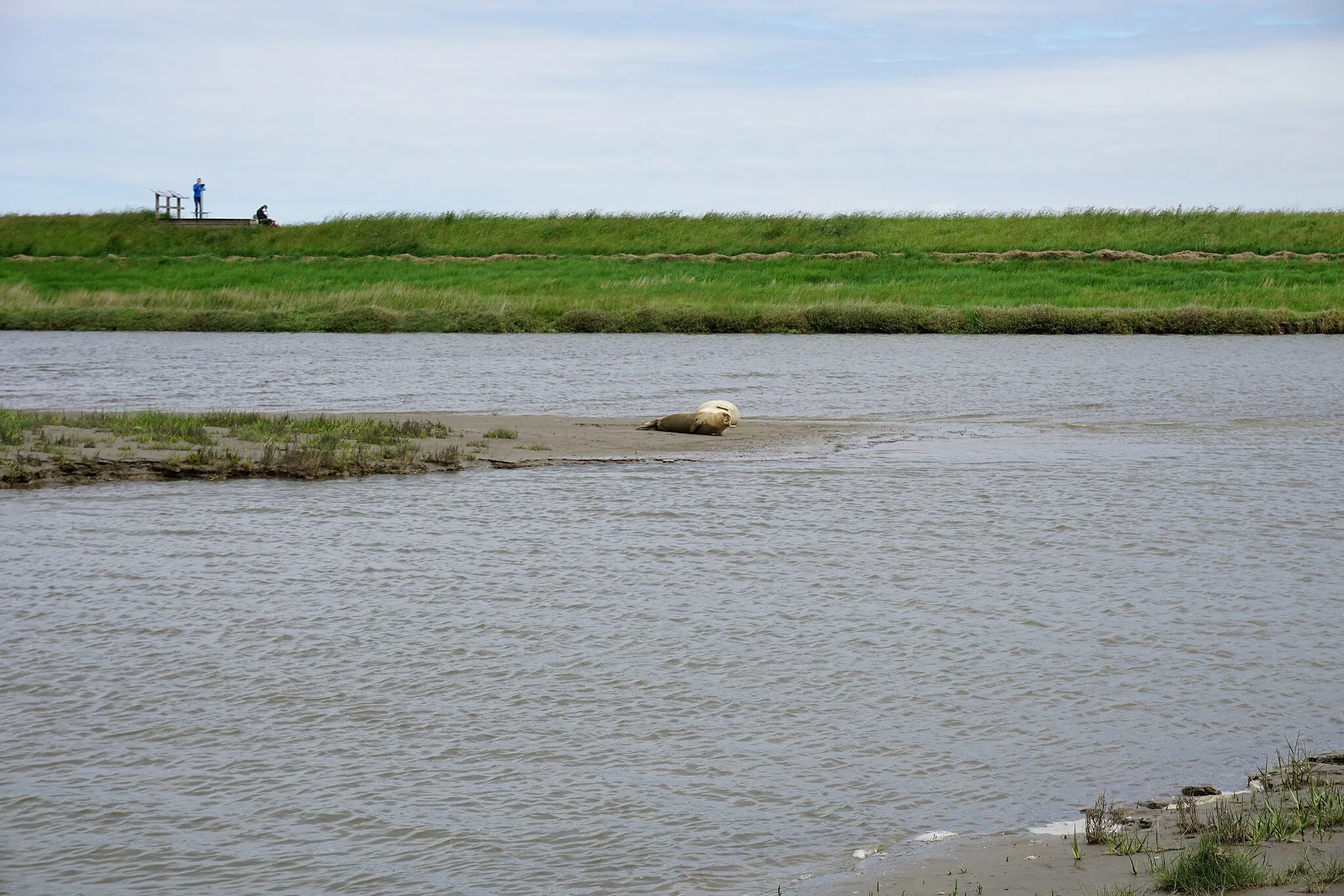 Photo showing: Saltmarsh Langwarder Groden at high tide in May 2022
