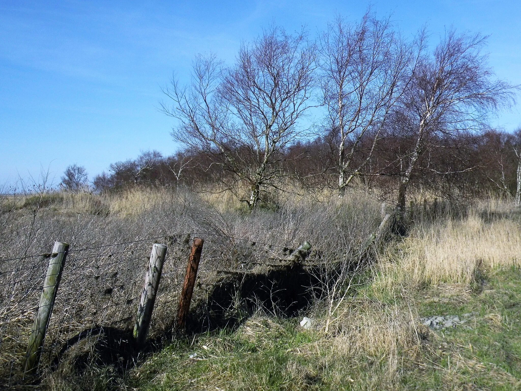 Photo showing: Das Moor, das durch Sturmfluten nach und nach zerstört werden wird, ist als Schutzgebiet,  außer durch einen angelegten Bohlenweg bis zu einer Beobachtungshütte, unzugänglich. Einblicke sind aber von außerhalb des Zaunes möglich.
