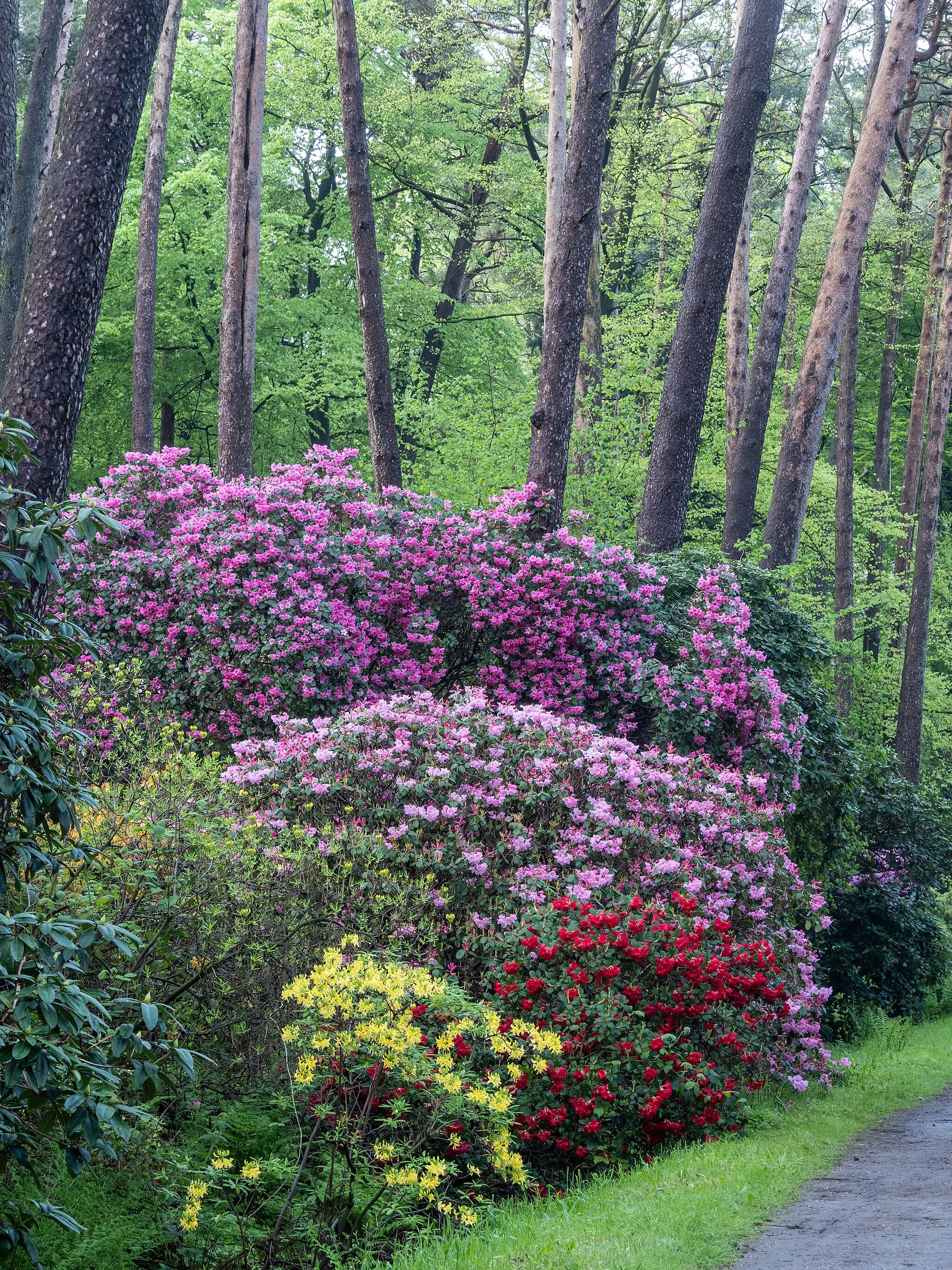 Photo showing: Rhododendronpark Gristede der Baumschule Bruns