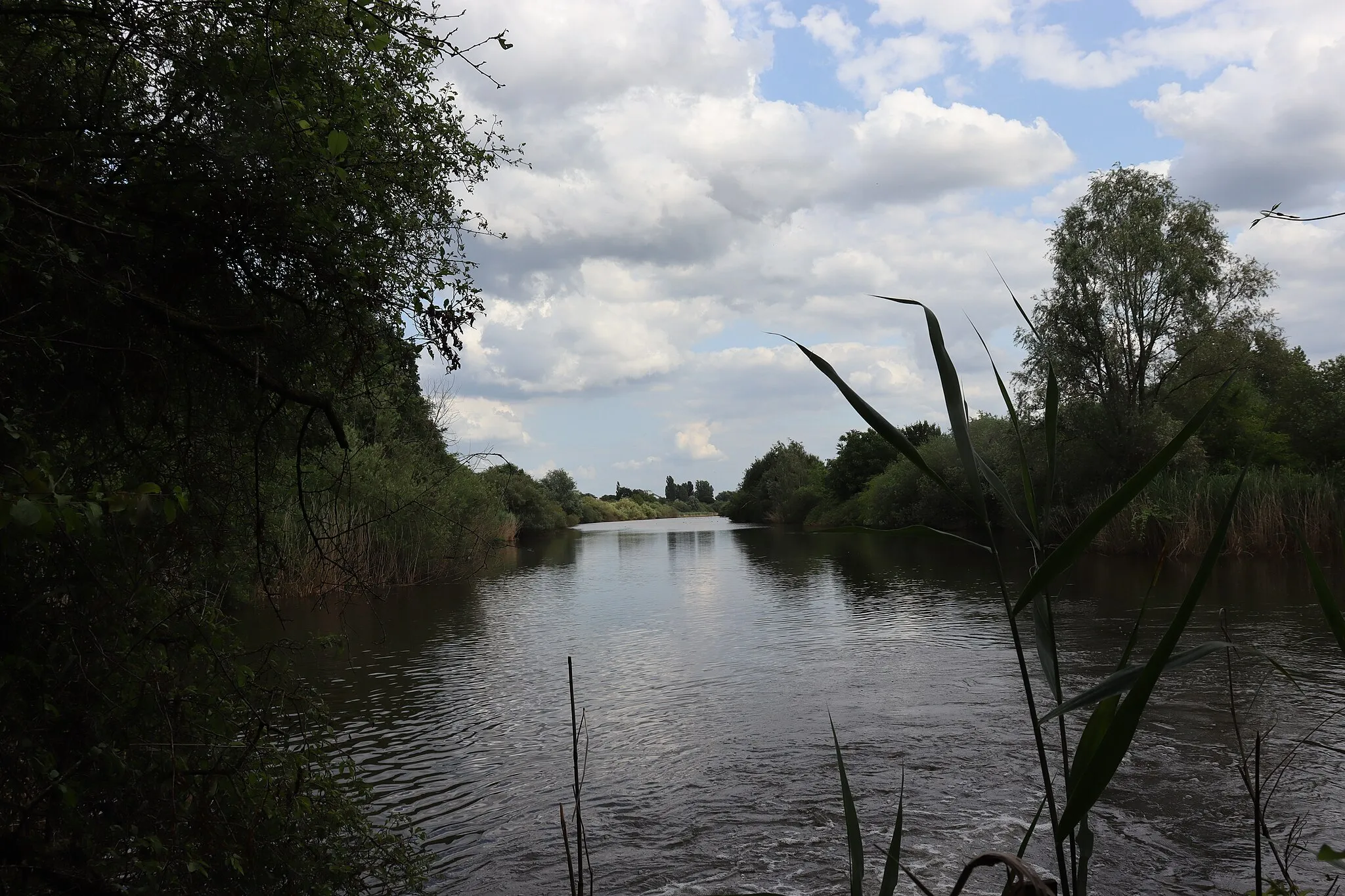 Photo showing: Naturschutzgebiet Neue Weser - Blick von Westen