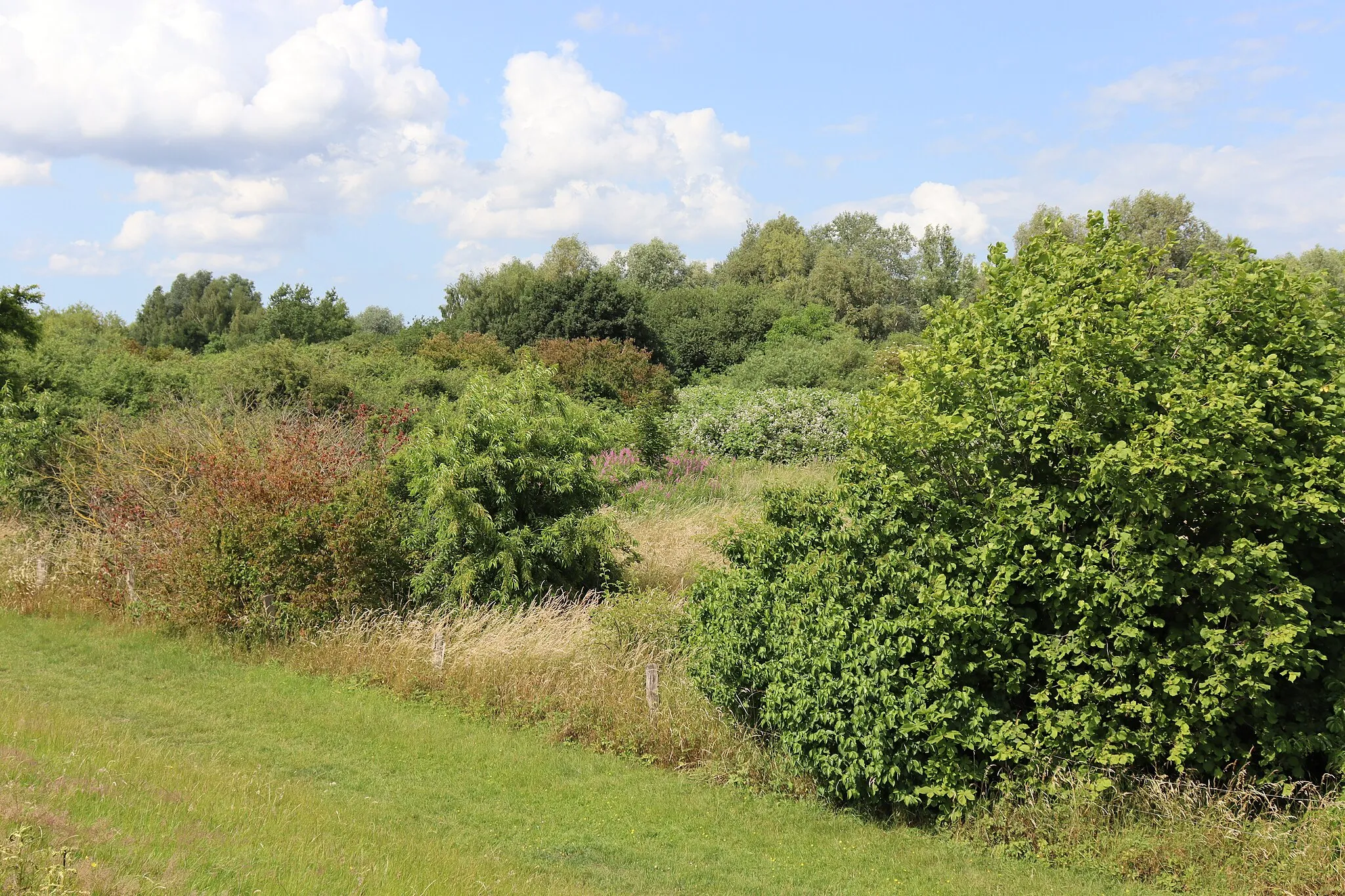 Photo showing: Naturschutzgebiet Neue Weser - Blick vom Werdersee Deich nach Norden