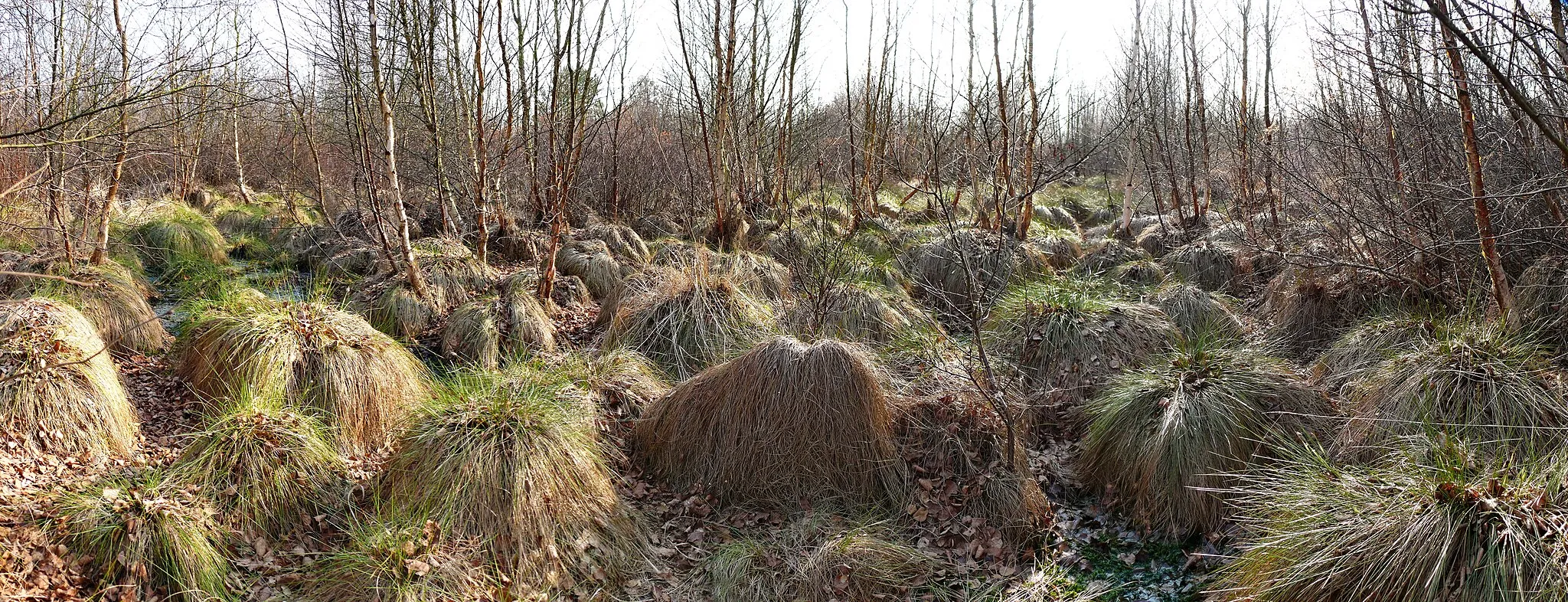 Photo showing: Das Bild wurde Ende März im Naturschutzgebiet Holler- und Wittemoor (NSG WE 093) aufgenommen.