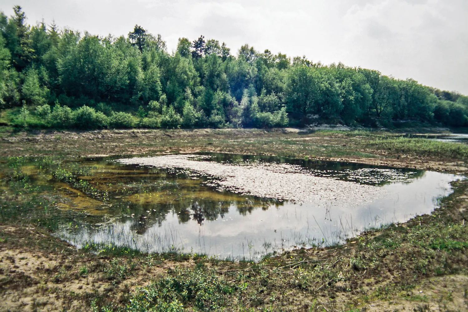 Photo showing: Natural monument "Amphibienbiotop" near Brockzetel (district Aurich, northwestern Lower Saxony, Germany).