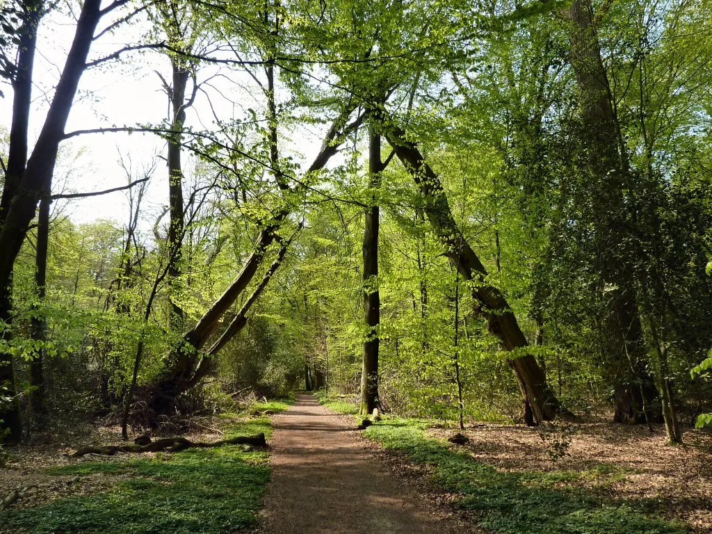 Photo showing: Neuenburger Urwald, Bäume am Hauptweg bilden ein natürliches Tor.