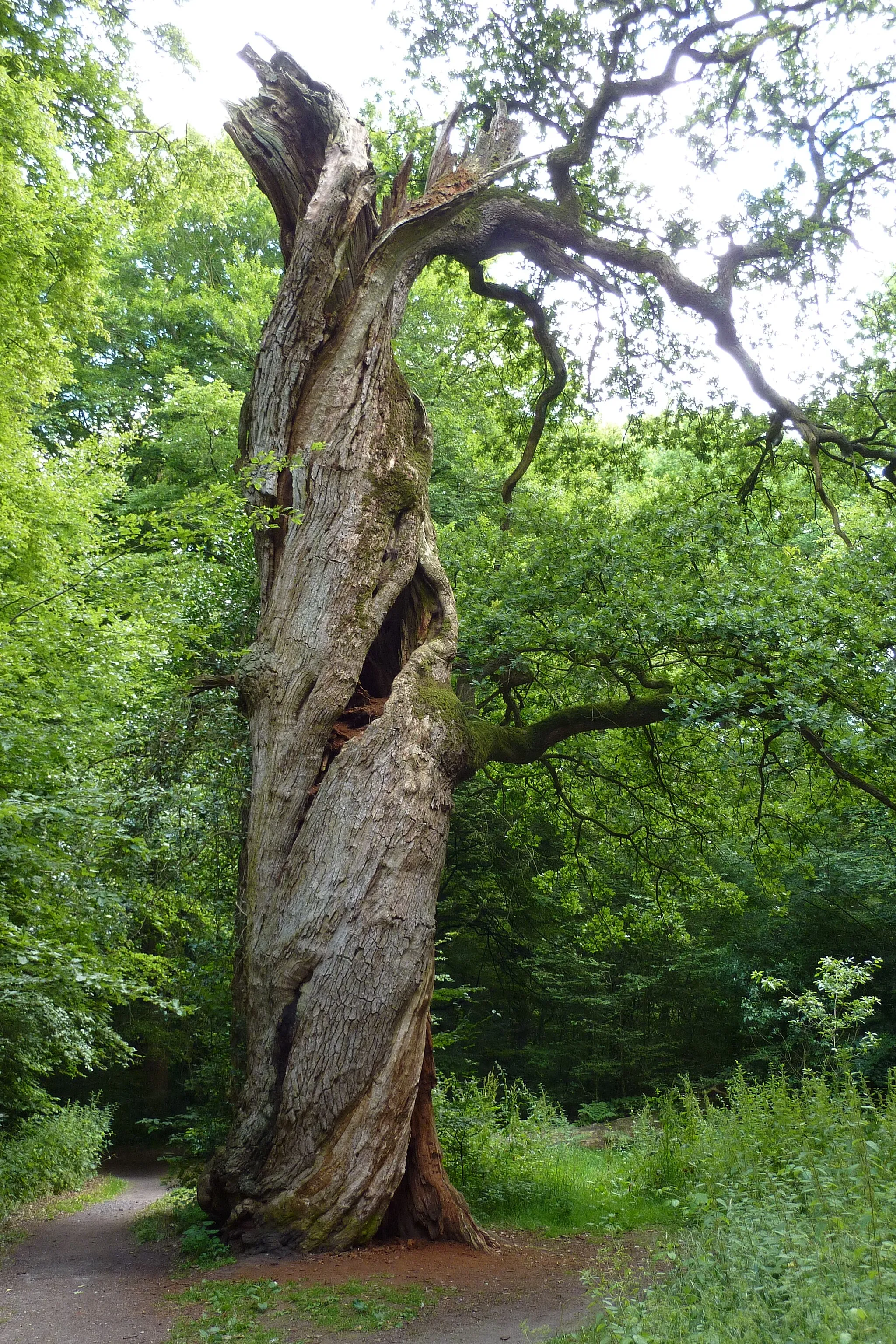 Photo showing: 800 years old oak in the forest of Neuenburg (Friesland)