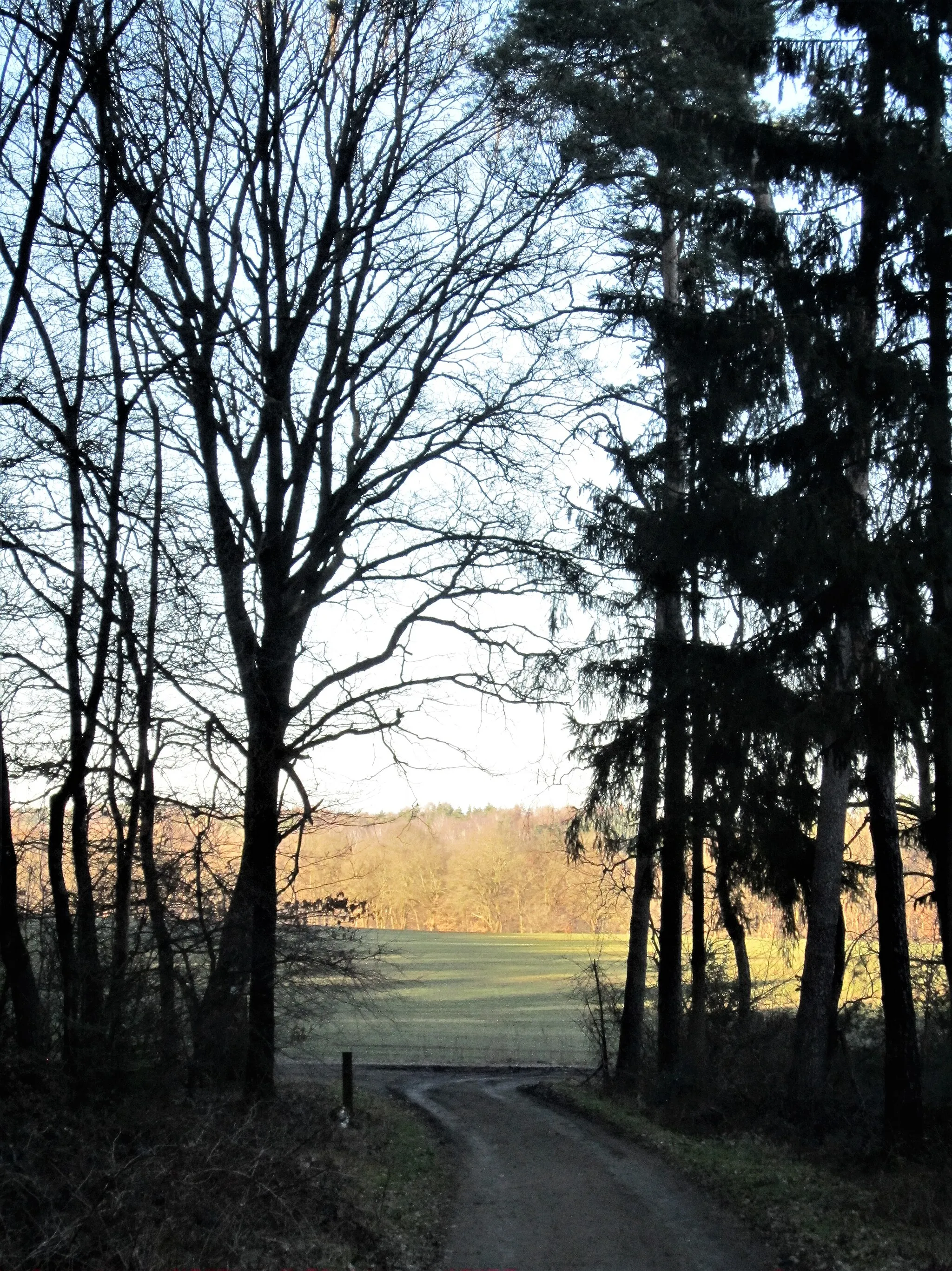 Photo showing: Der Pickerweg, ein Fernwanderweg im Netz der Jakobswege, der von Wildeshausen nach Osnabrück verläuft, verläuft auf dem Bild zunächst von rechts (Osten) nach links auf der Grenze zwischen der Gemeinde Steinfeld (Oldenburg) und der Stadt Damme über die Dammer Berge. Das Waldstück im Vordergrund gehört vollständig zur Stadt Damme. Der Acker und das Waldstück im Hintergrund liegen auf dem Gebiet der Gemeinde Steinfeld.