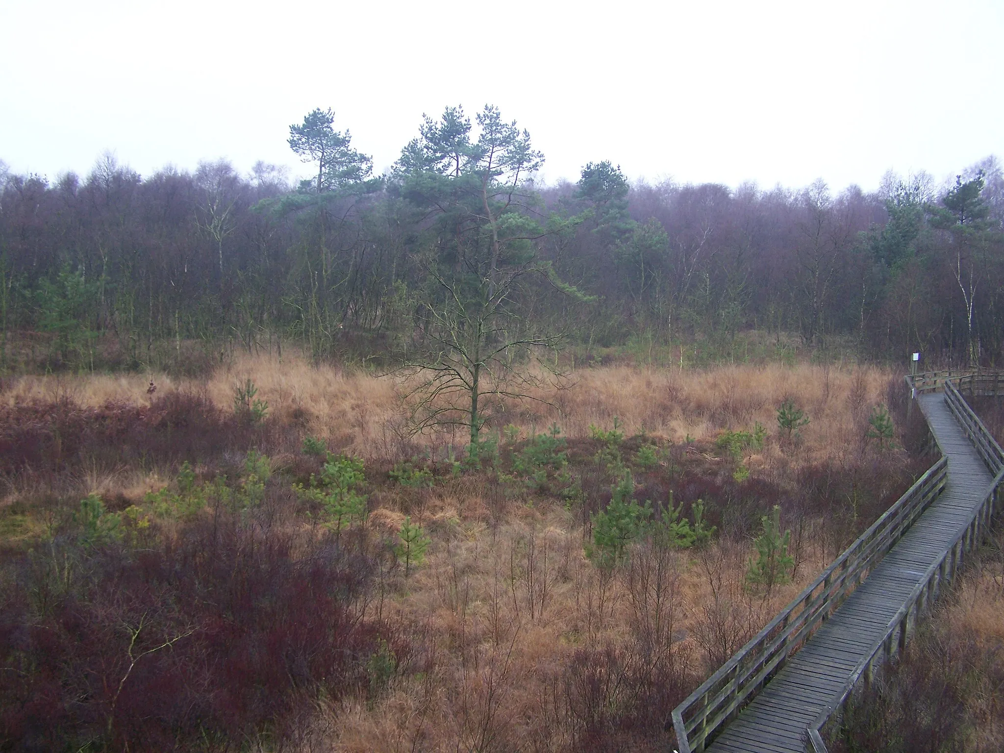 Photo showing: Blick vom Aussichtsturm in die Speller Dose (Naturschutzgebiet)
