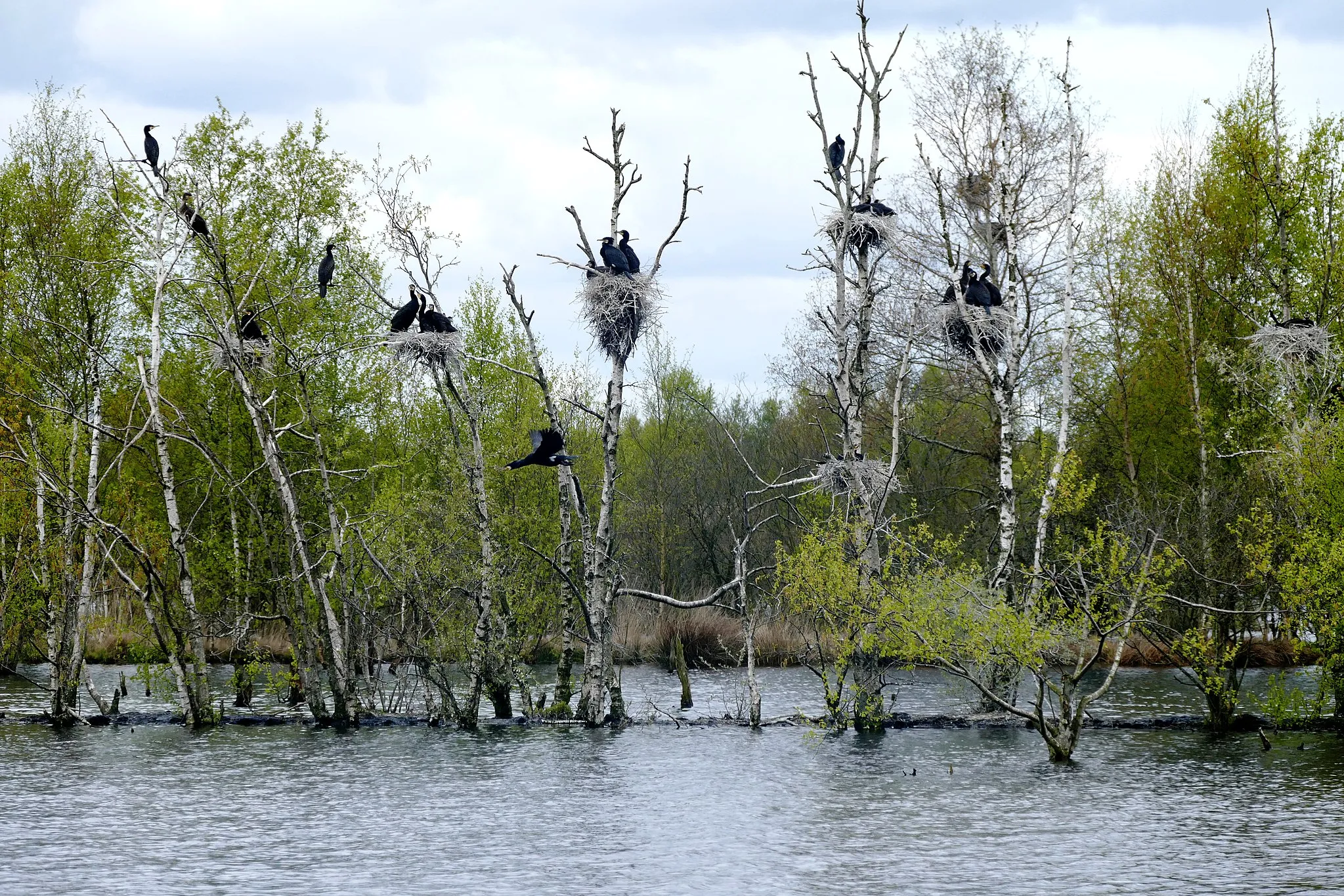 Photo showing: Cormorant colony at the Internationaler Naturpark Bourtanger Moor-Bargerveen (Naturpark Moor)