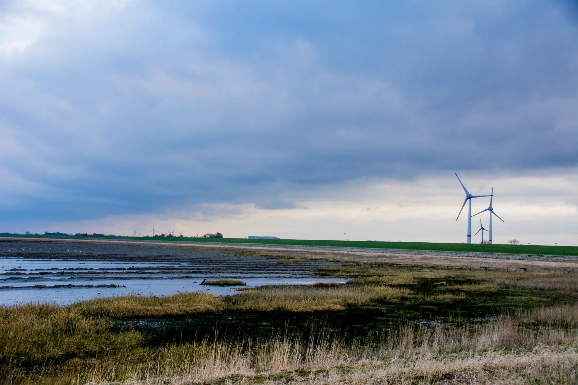 Photo showing: Deichvorland bei Neuharlingersiel - Nationalpark niedersächsisches Wattenmeer