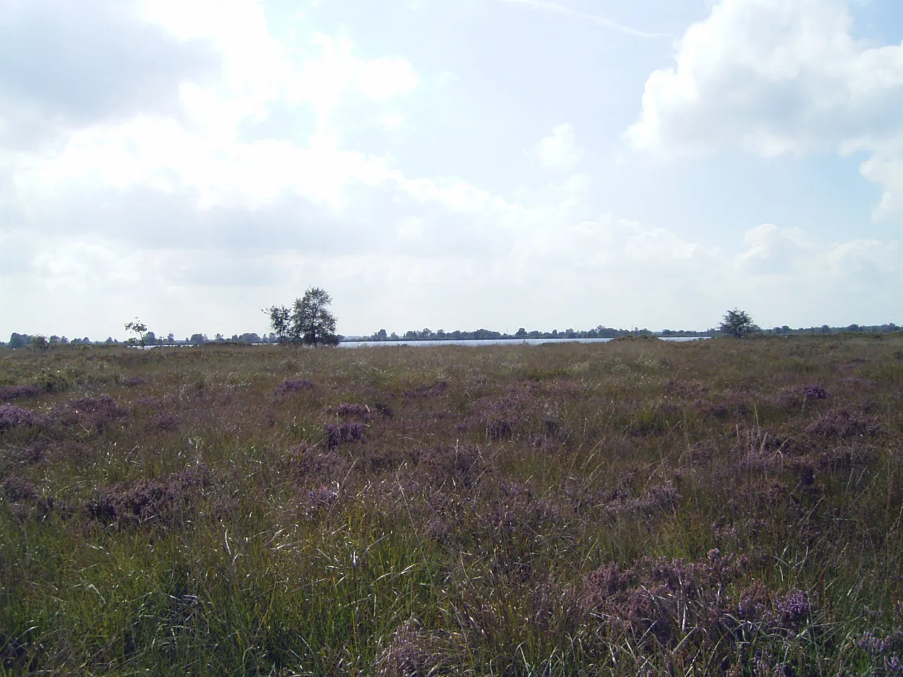 Photo showing: Blick zum Hochmoorsee Lengener Meer, Naturschutzgebiet „Lengener Meer“