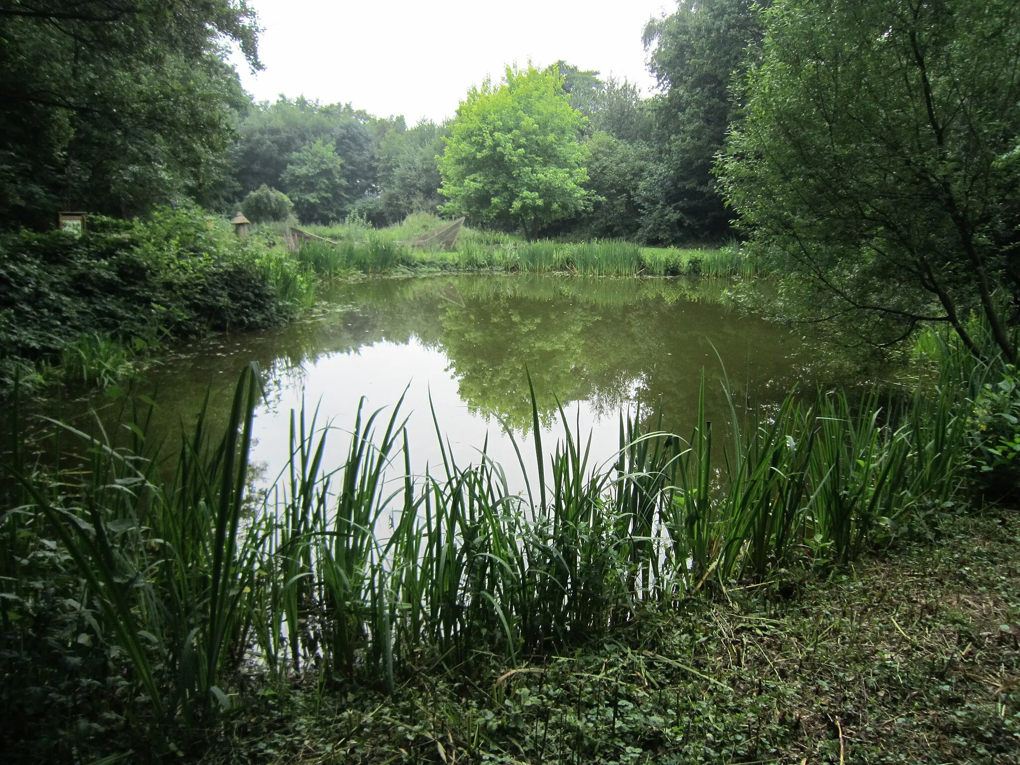 Photo showing: Pond on the premises of the Environmental Center Stapelfeld (City of Cloppenburg, Lower Syxony)