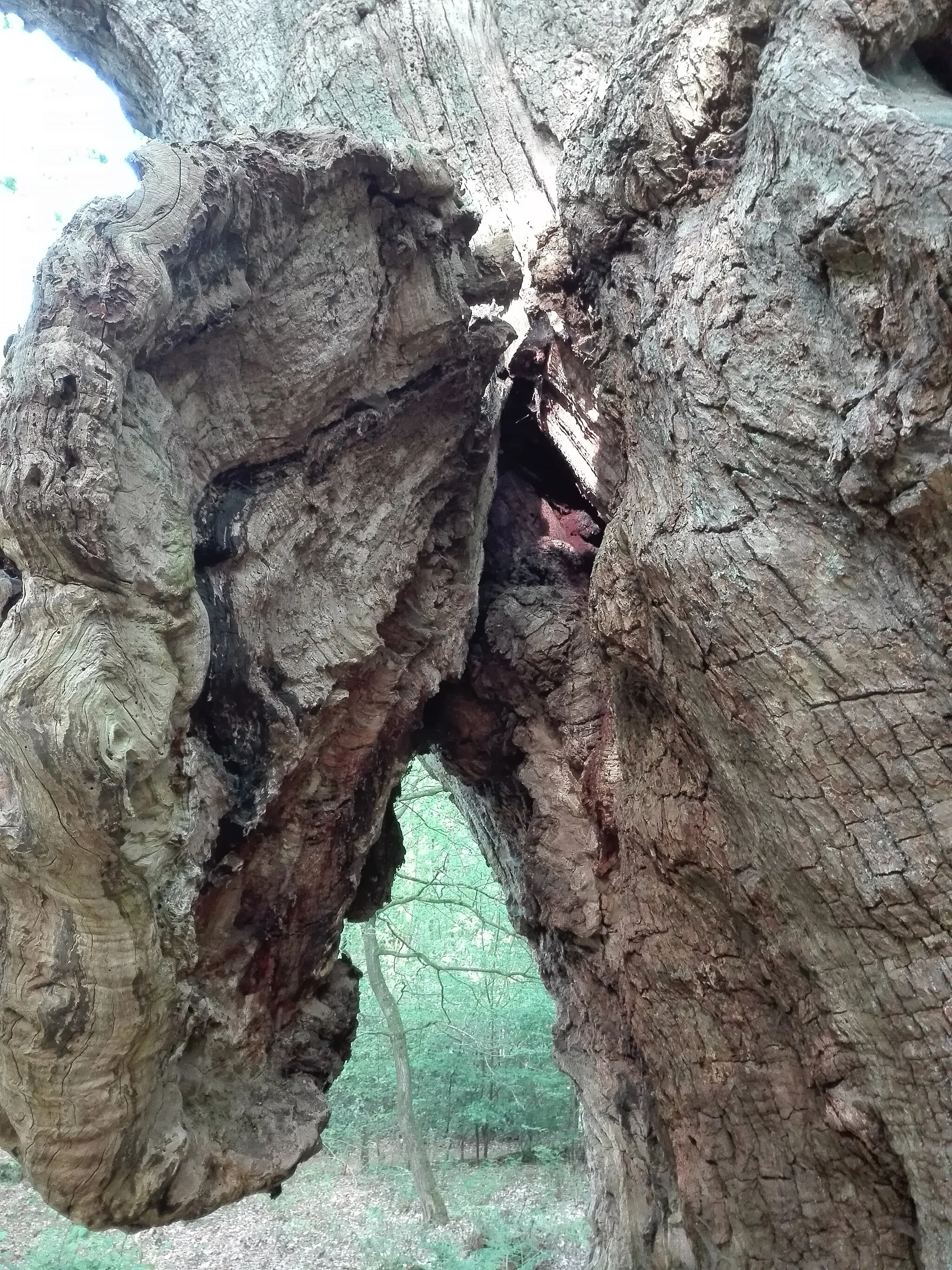 Photo showing: Detailansicht der Friederikeneiche im Hasbruch