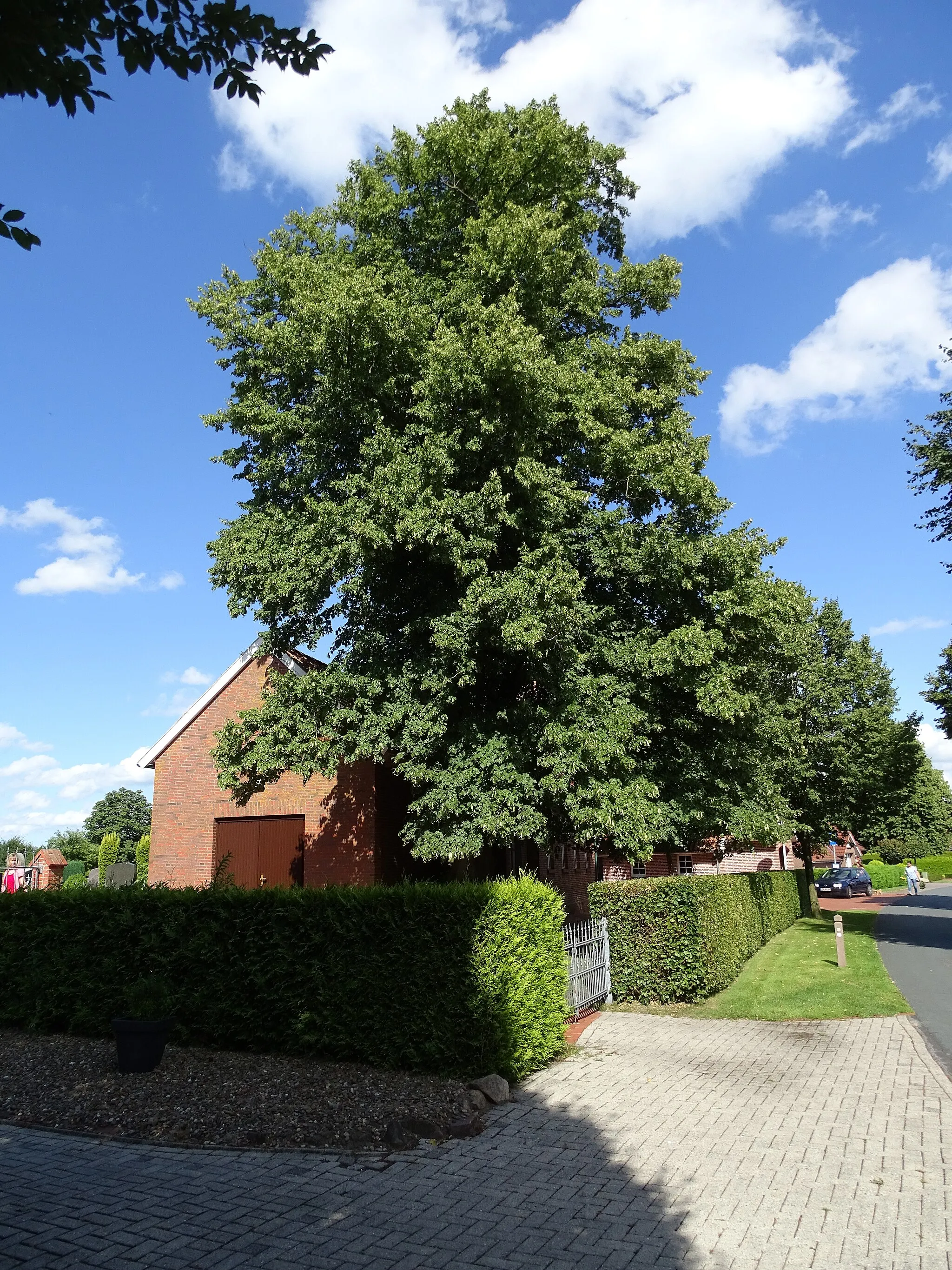 Photo showing: Naturdenkmal Linde bei der Kirche in Neufirrel