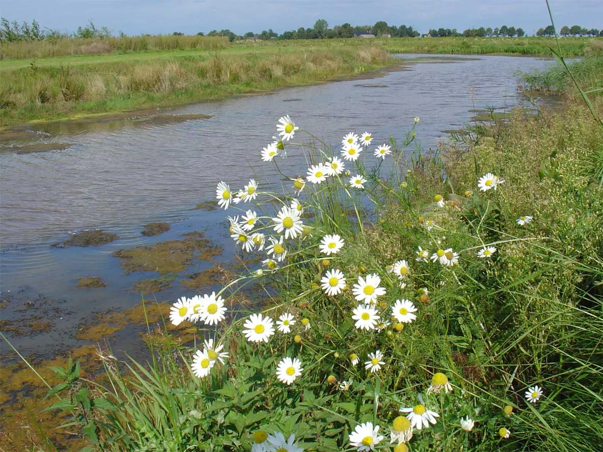 Photo showing: De Runde nabij Emmer-Compascuum