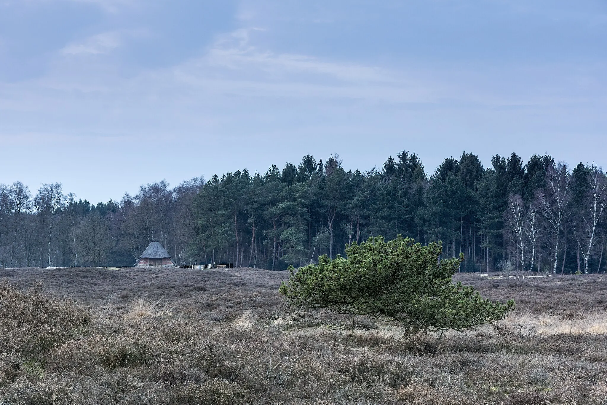 Photo showing: The Pestruper burial ground is a heathland with over 500 Bronze Age and Iron Age burial mounds. It is under nature conservation and monumental protection and temporarily grazed with sheep.
