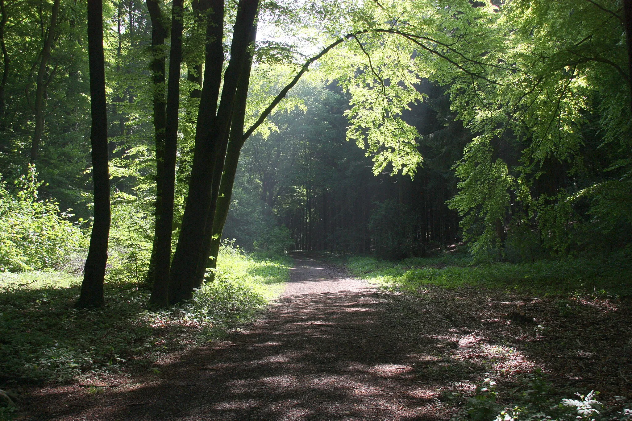 Photo showing: "Gartnischberg" nature reserve in Teutonean Forest in Halle/North Rhine-Westphalia/Germany