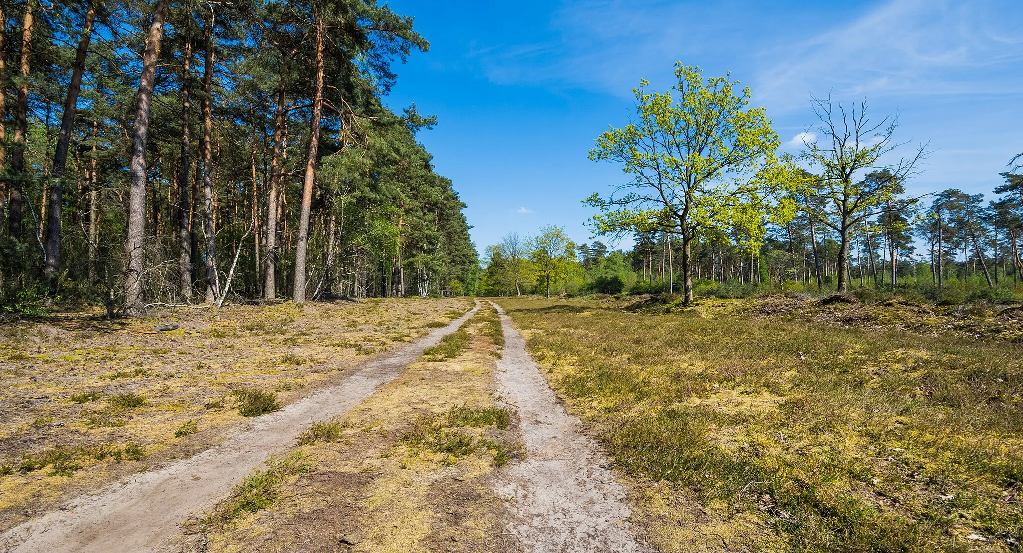 Photo showing: Naturschutzgebiet Grasmoor in Achmer.