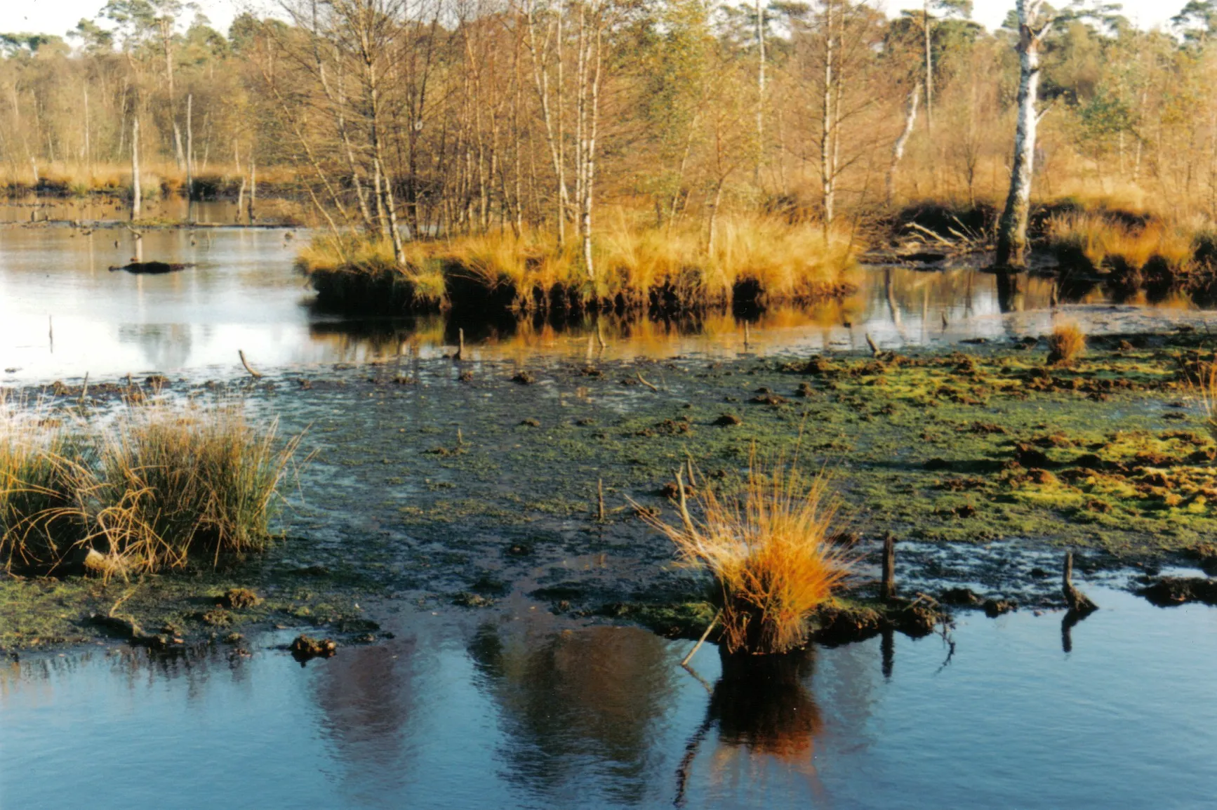 Photo showing: Das Venner Moor nahe Münster - Impressionen