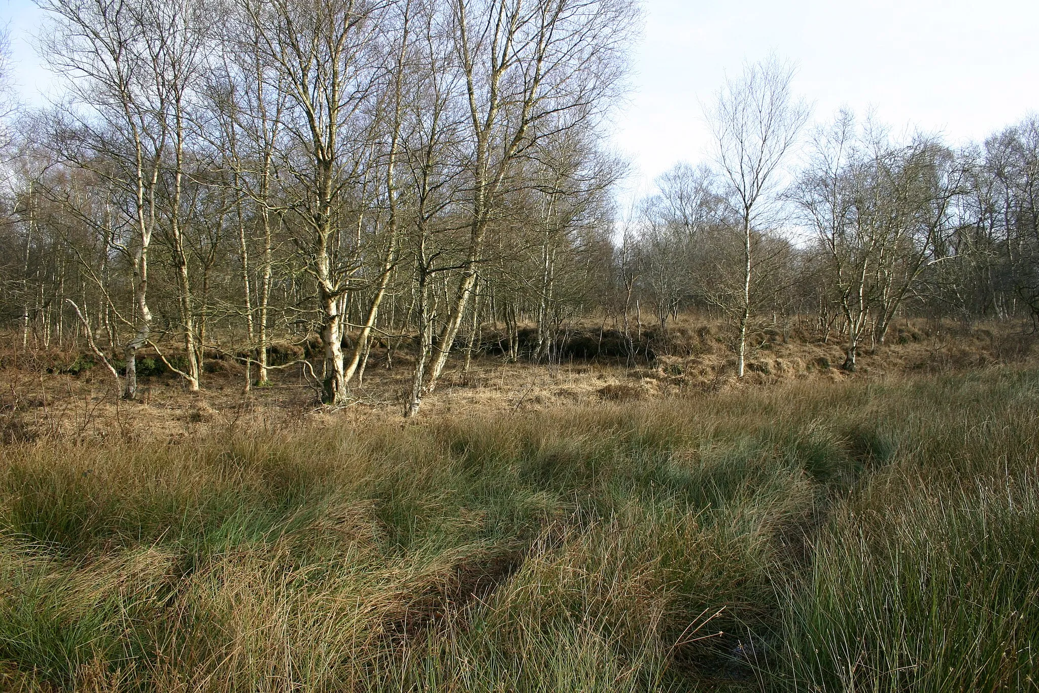 Photo showing: Fen and heathland vegetation in the Filsum Moor preserve, district of Leer, East Frisia, Germany