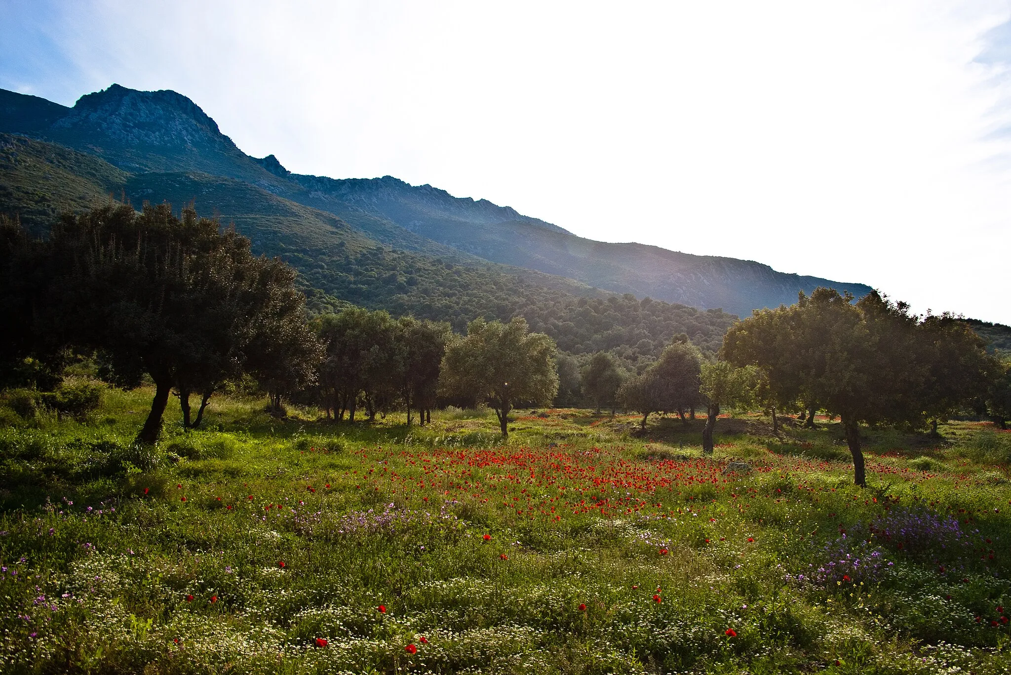 Photo showing: The archaeological site of Troizen, Greece.