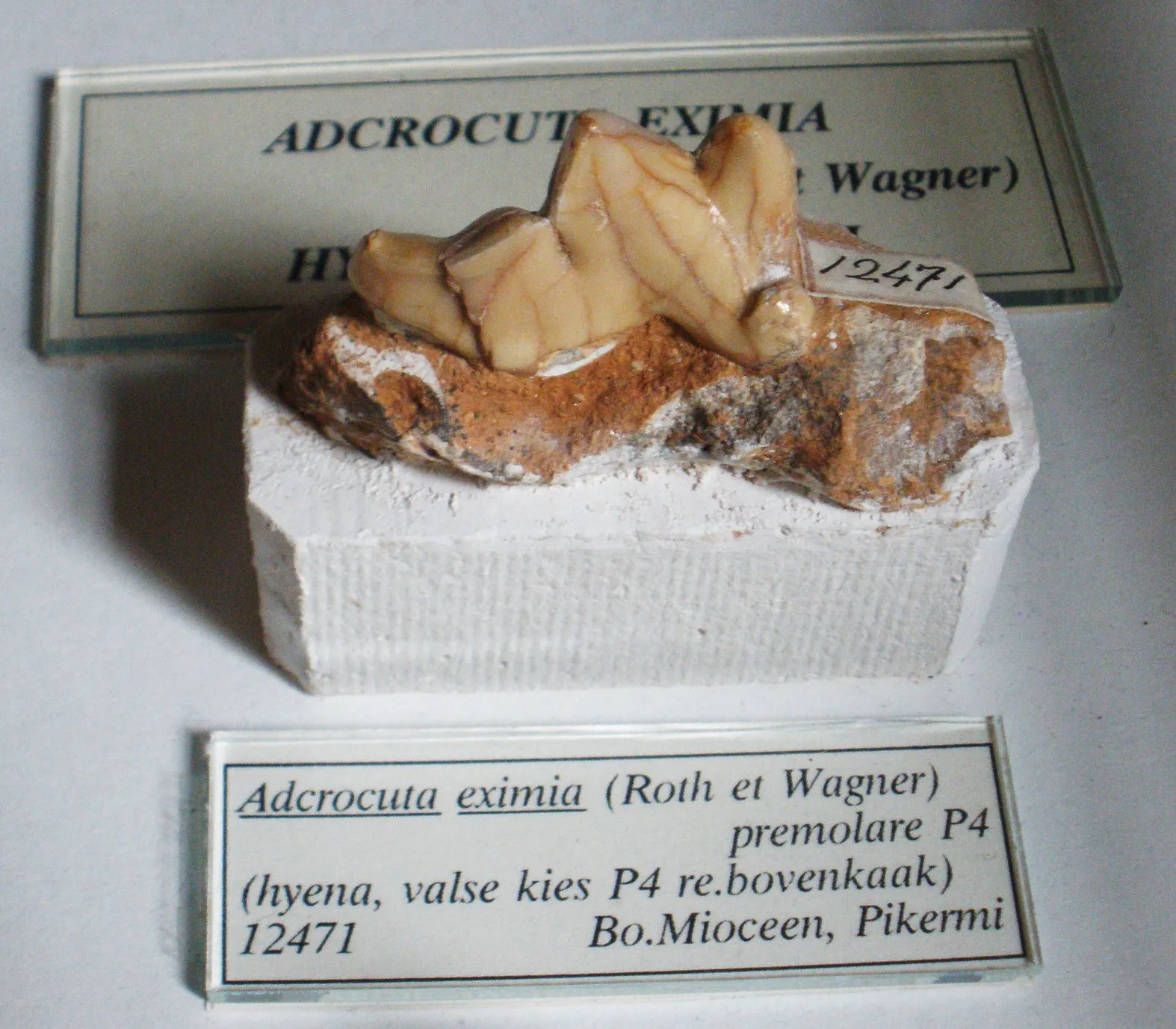 Photo showing: Fossil of Adcrocuta, an extinct hyaenid - Took the photo at Teylers Museum, Haarlem