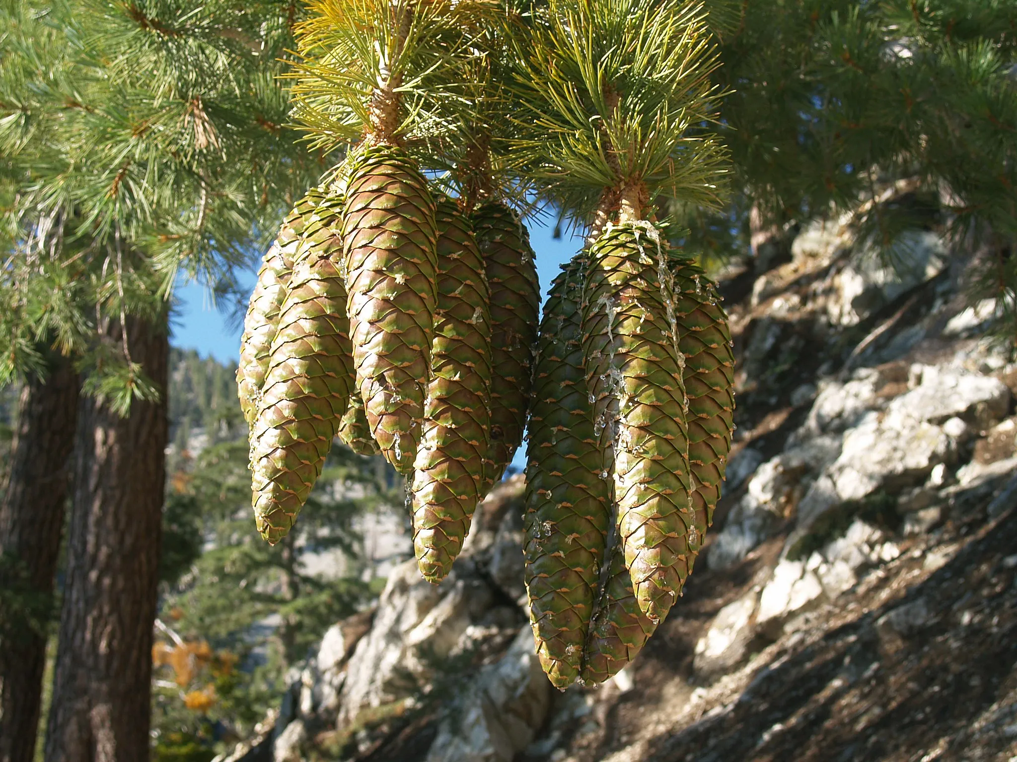 Photo showing: Pinus lambertiana cones, Cucamonga Peak, San Gabriel Mountains, California