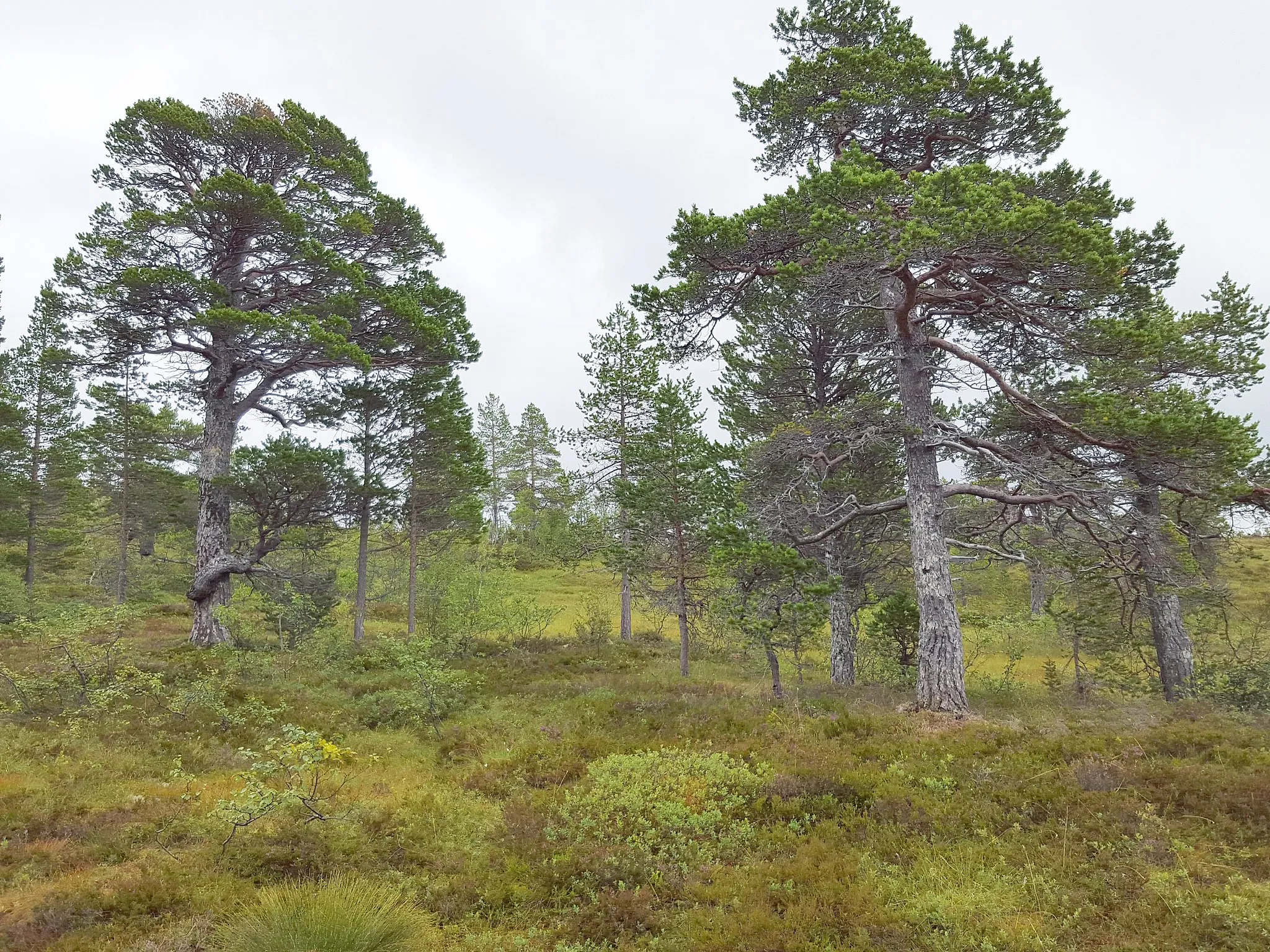 Photo showing: Large, old, Pinus sylvestris, in Grytdalen nature-reserve, Sør_Trøndelag, Norway
