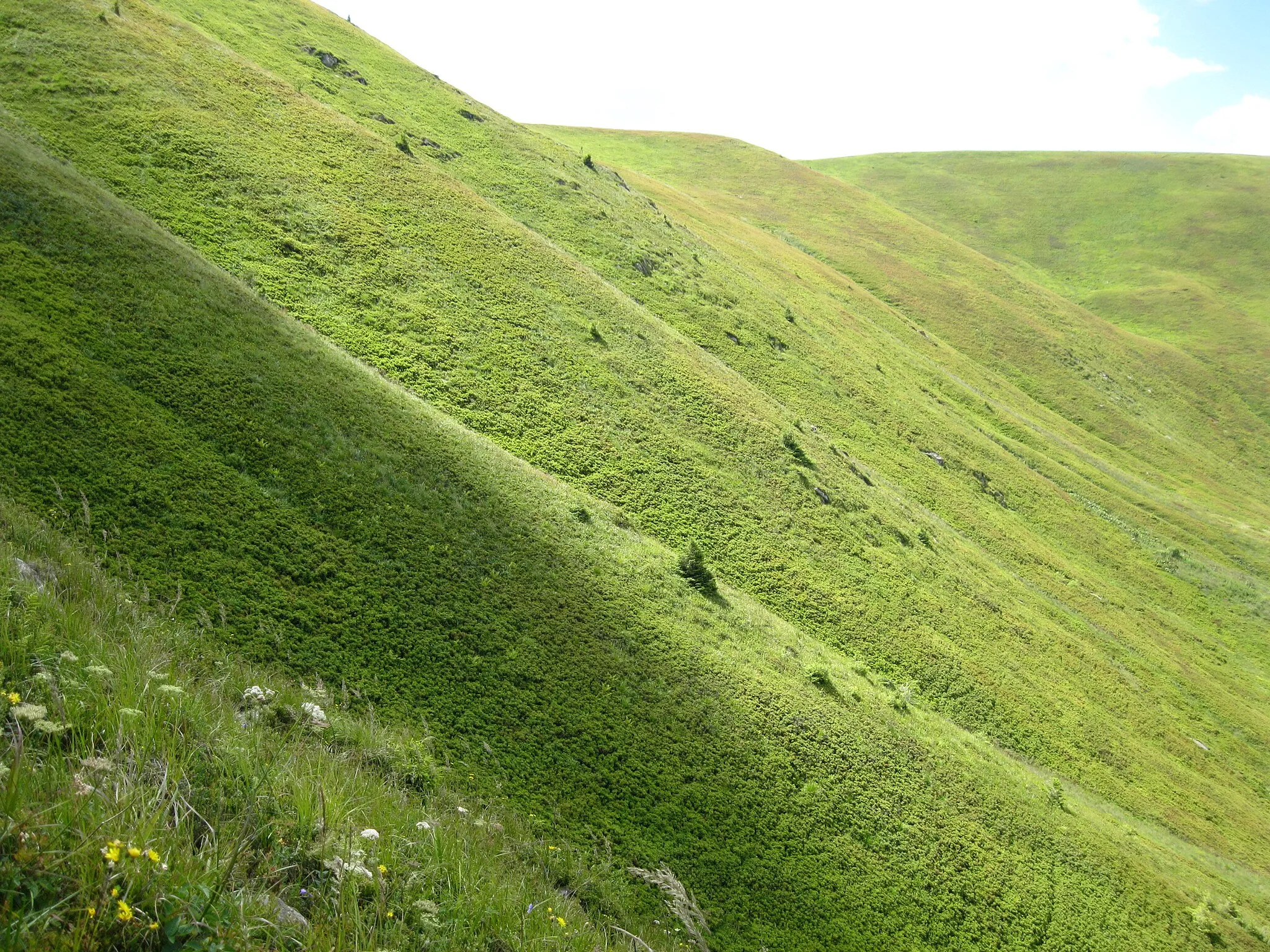 Photo showing: схил гори (хребет Полонина Боржава)