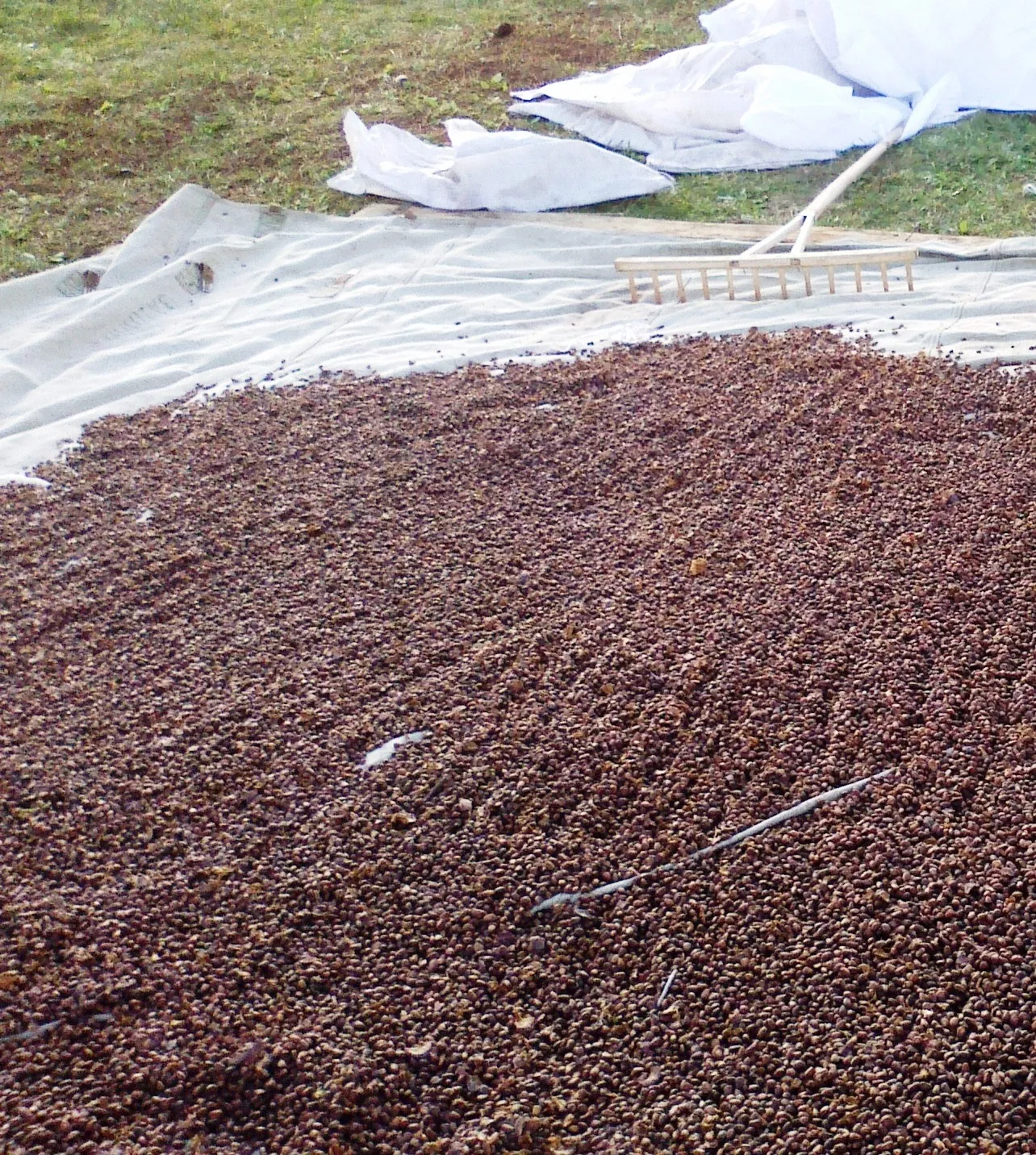 Photo showing: Drying of pine nuts