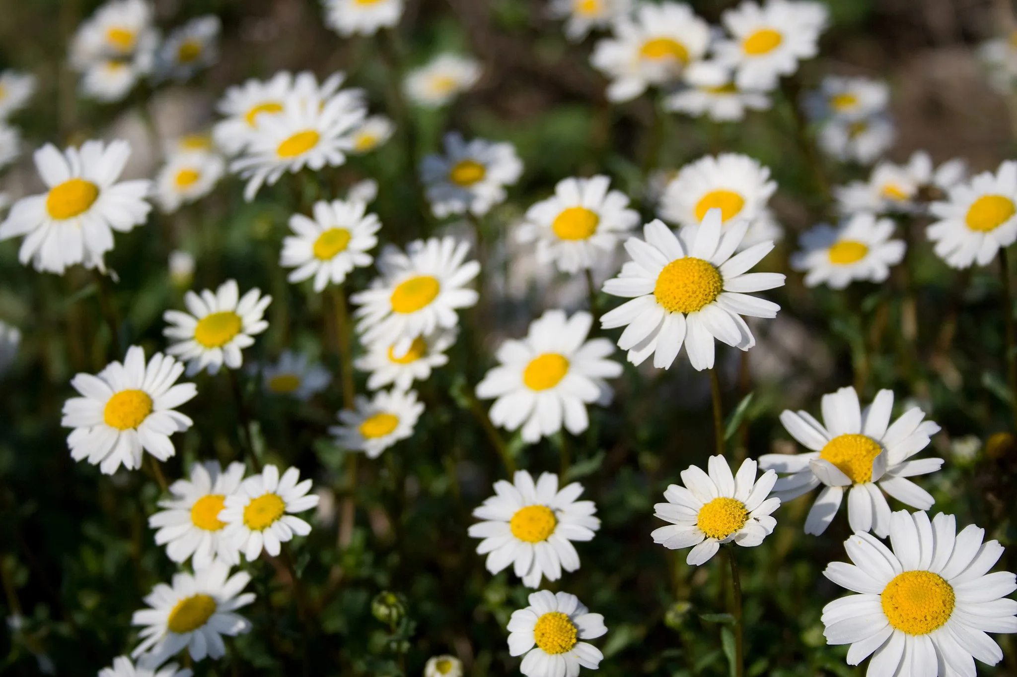 Photo showing: Flores en la comarca de la Marina Baixa, Valencia.