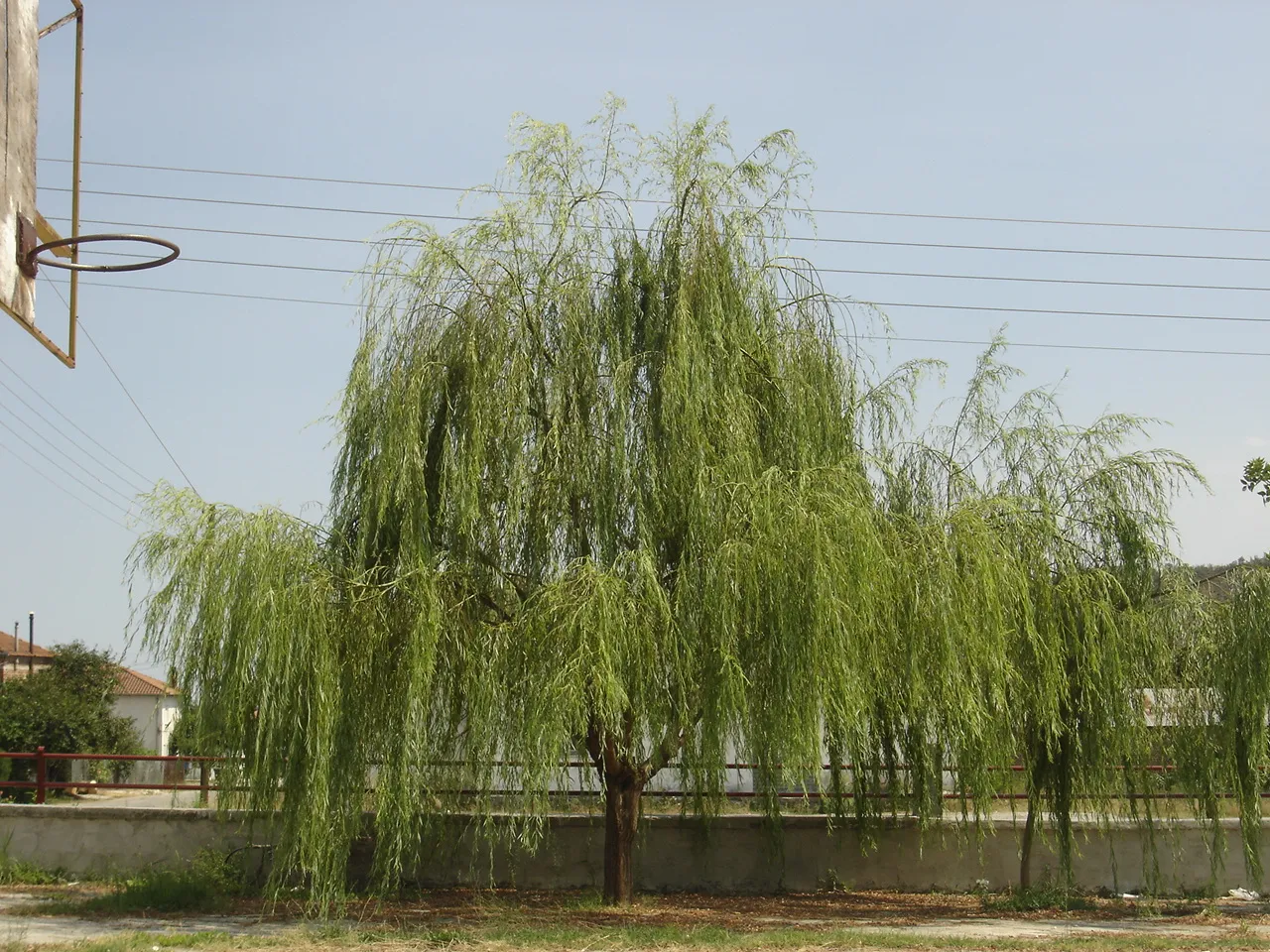 Photo showing: Tree in Aronas.