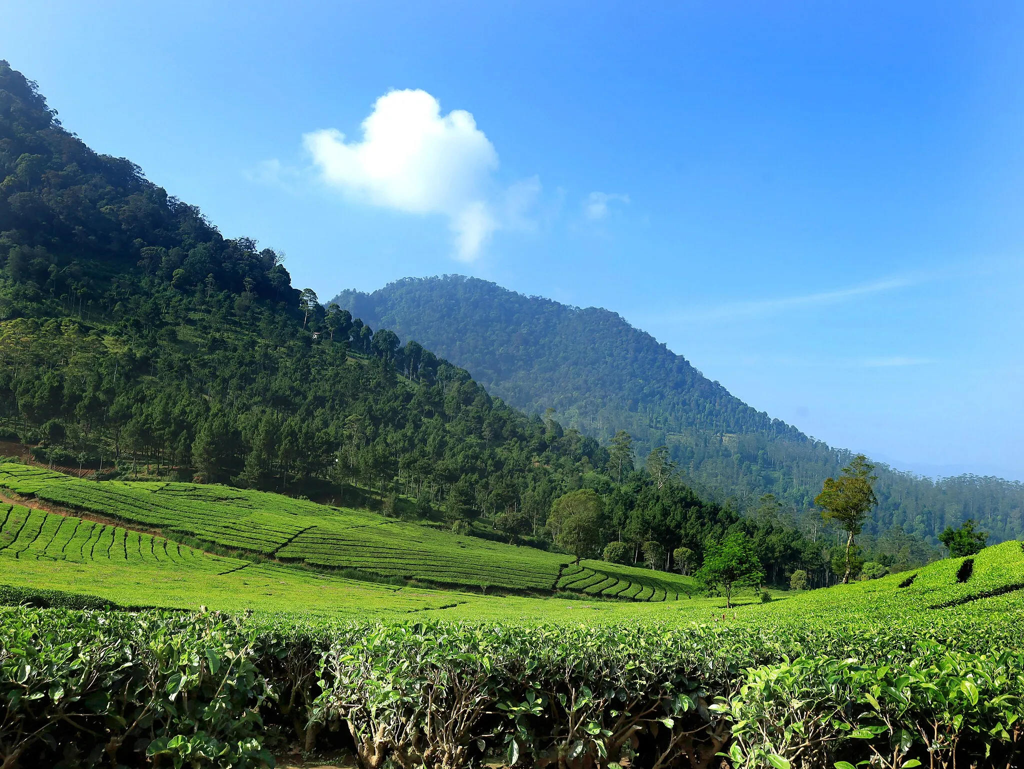 Photo showing: Perkebunan teh yang bersebelahan dengan Gunung Wayang Windu