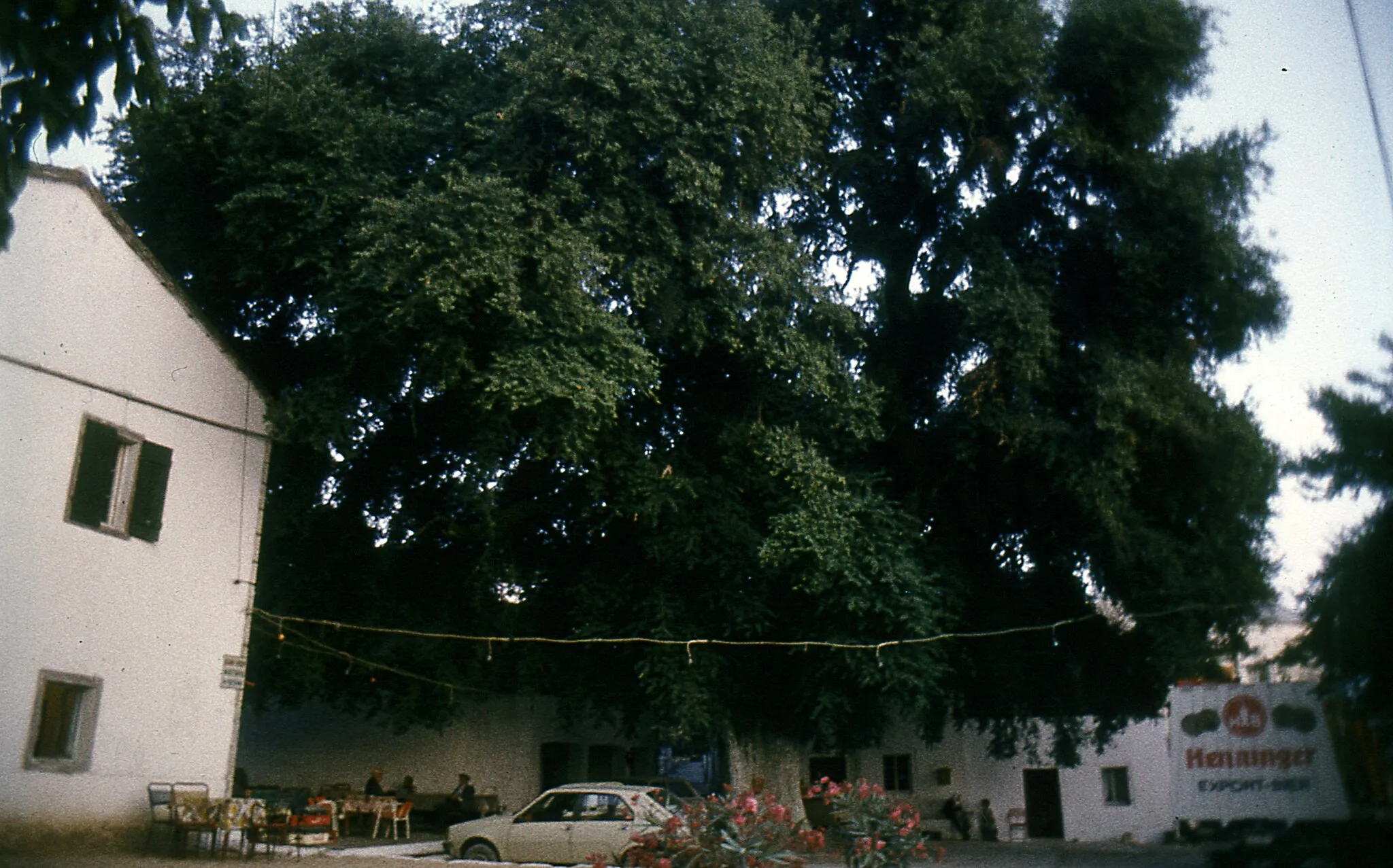 Photo showing: Gigantic Ulmus minor (perhaps subsp. canescens) tree in Strinilas village Kepkypa July 14, 1982 (photo Mihailo Grbić)