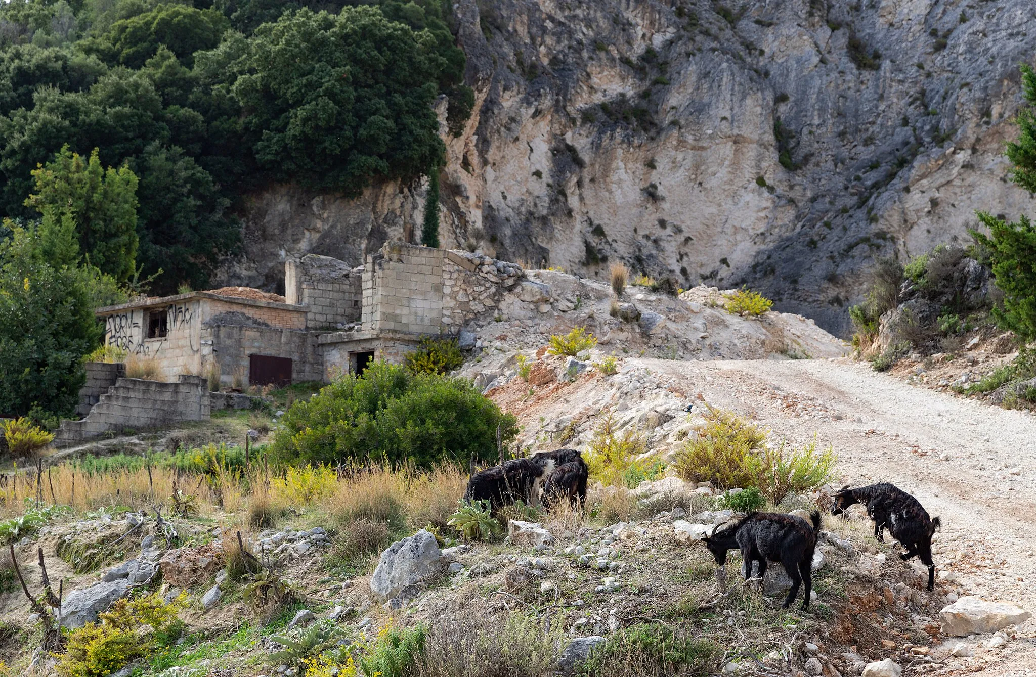 Photo showing: Goats on the island of Zakynthos island