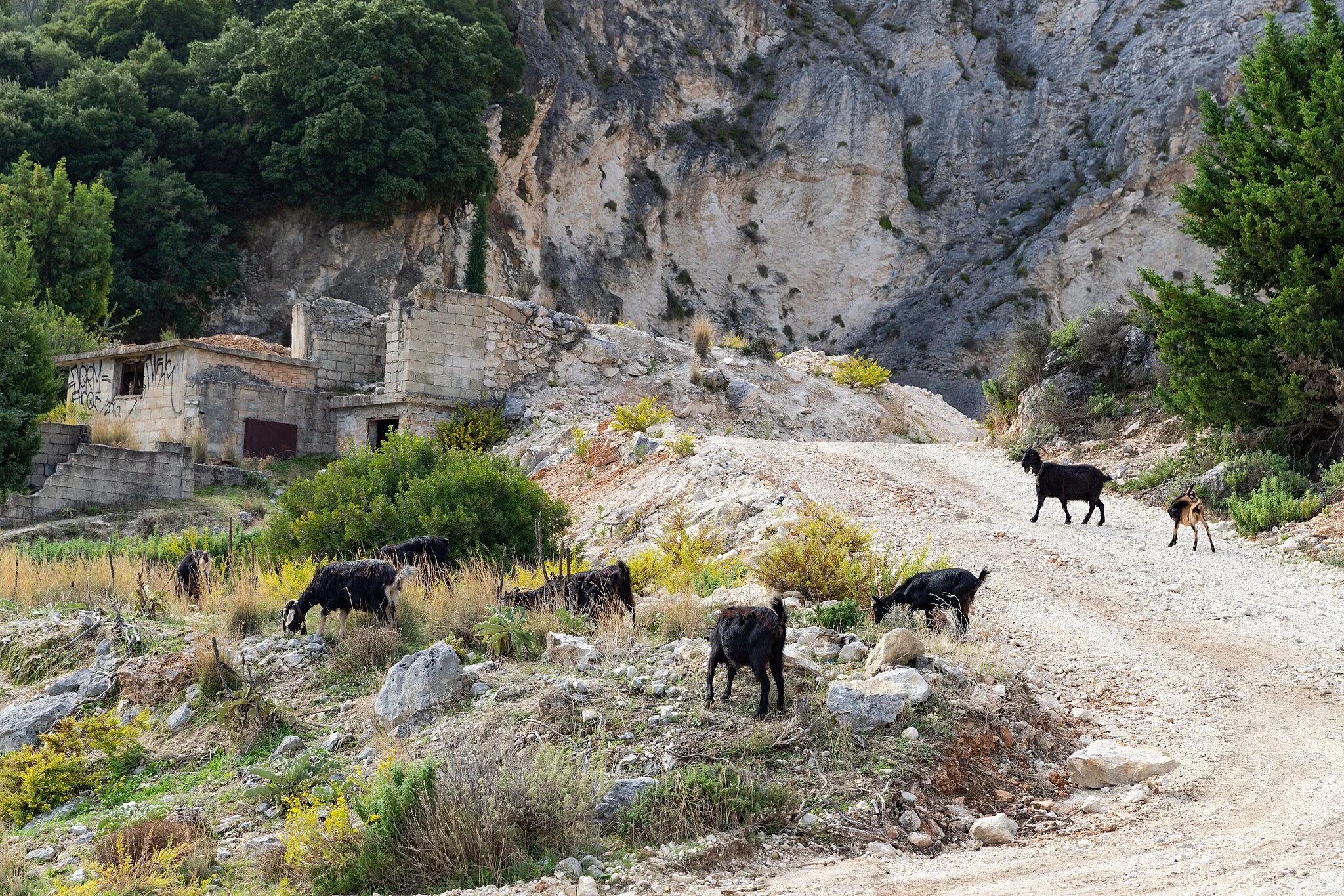 Photo showing: Mountain goats on the island of Zakynthos