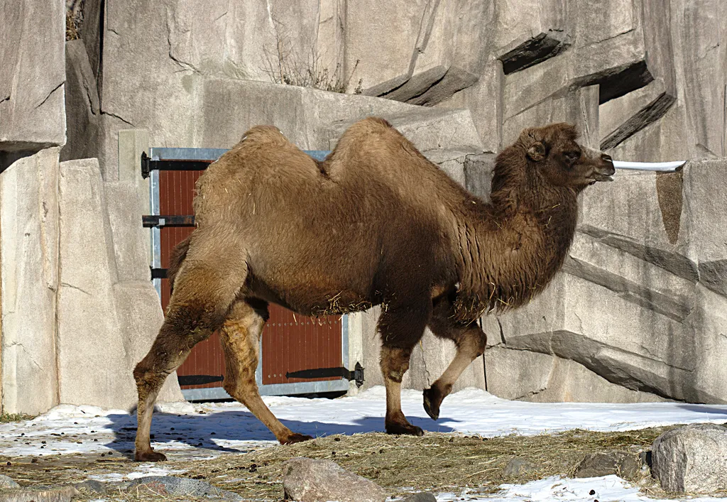 Photo showing: Bactrian Camel