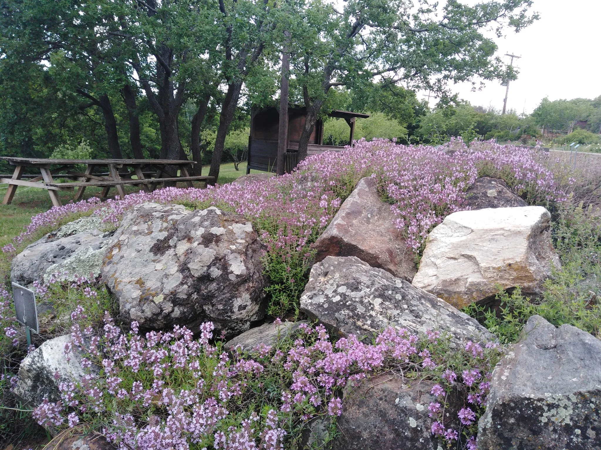 Photo showing: Hellenic Thyme Rockery