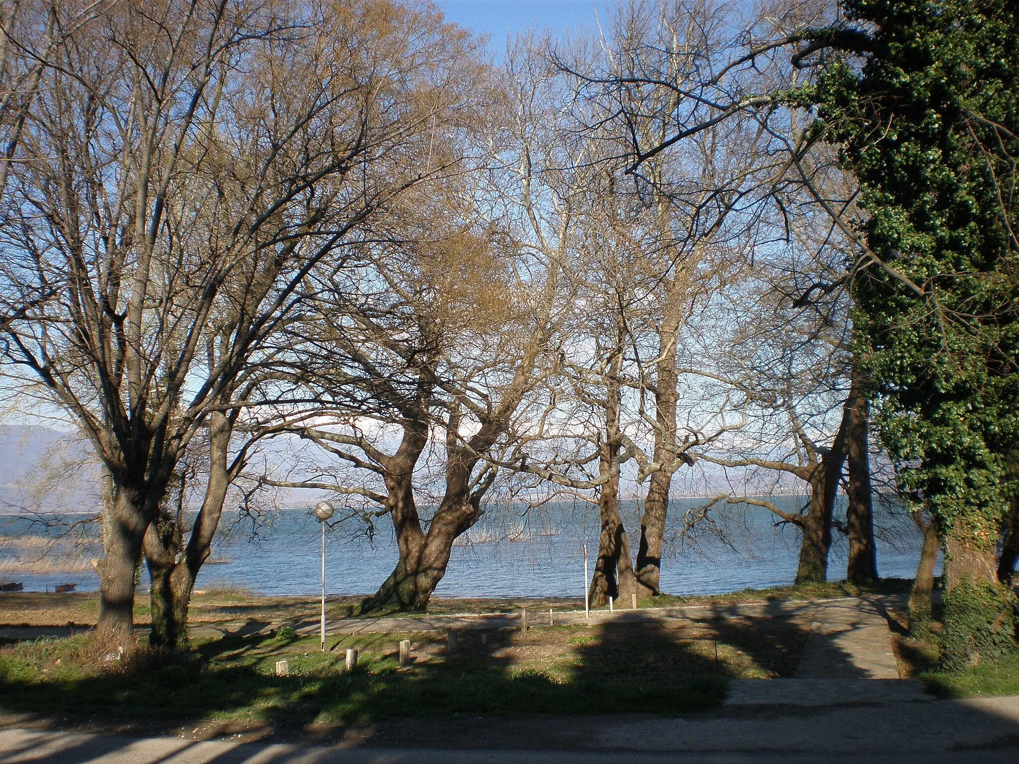 Photo showing: The maple trees and the Dojran Lake in the park in town of Old Dojran, Macedonia